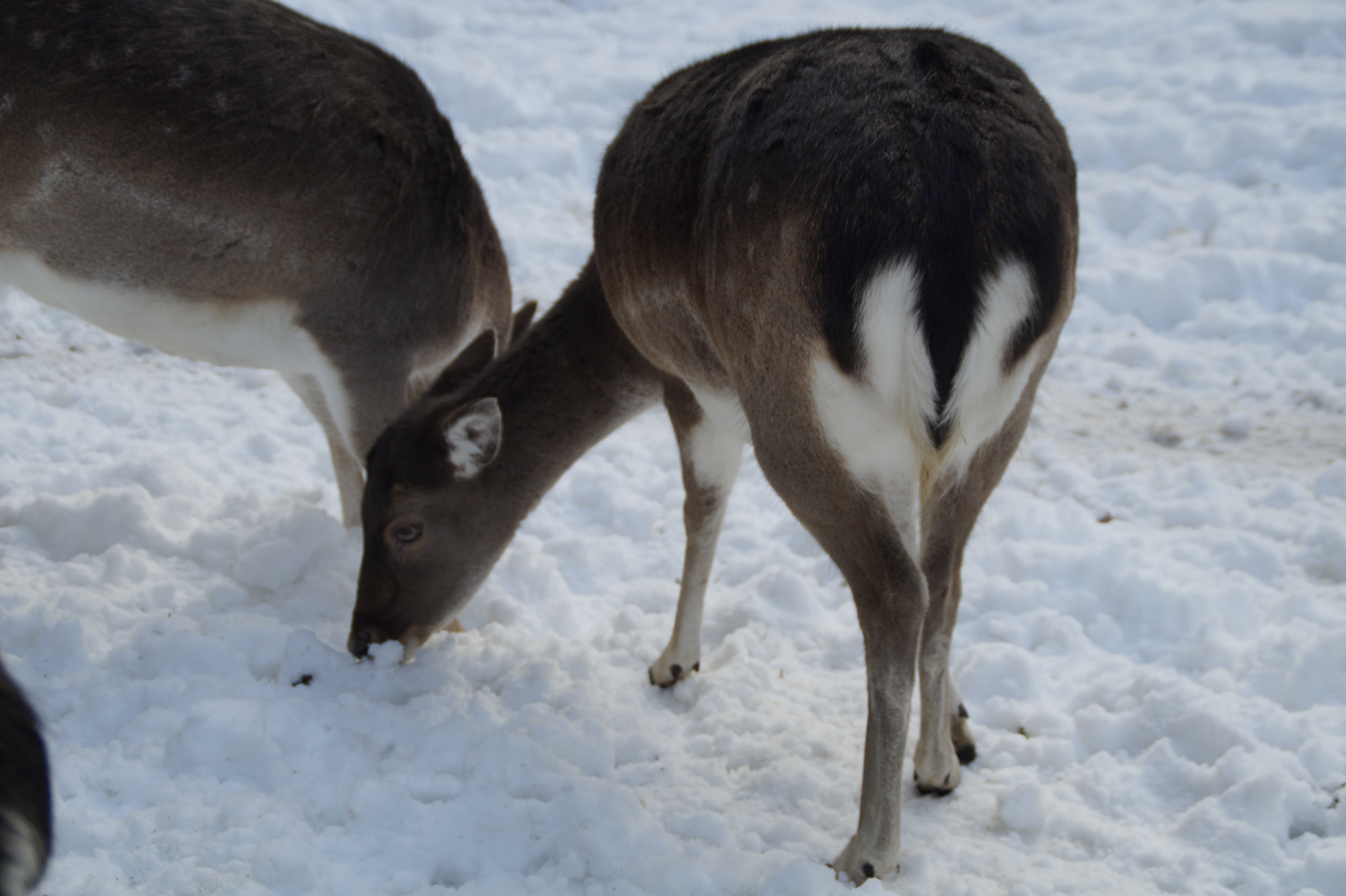 animal wildlife, winter, roe deer, snowy, enclosure, cold temperature, no people, mammal, wild, winter fur, group of animals, mirror, ricke, herbivorous, HD Wallpaper