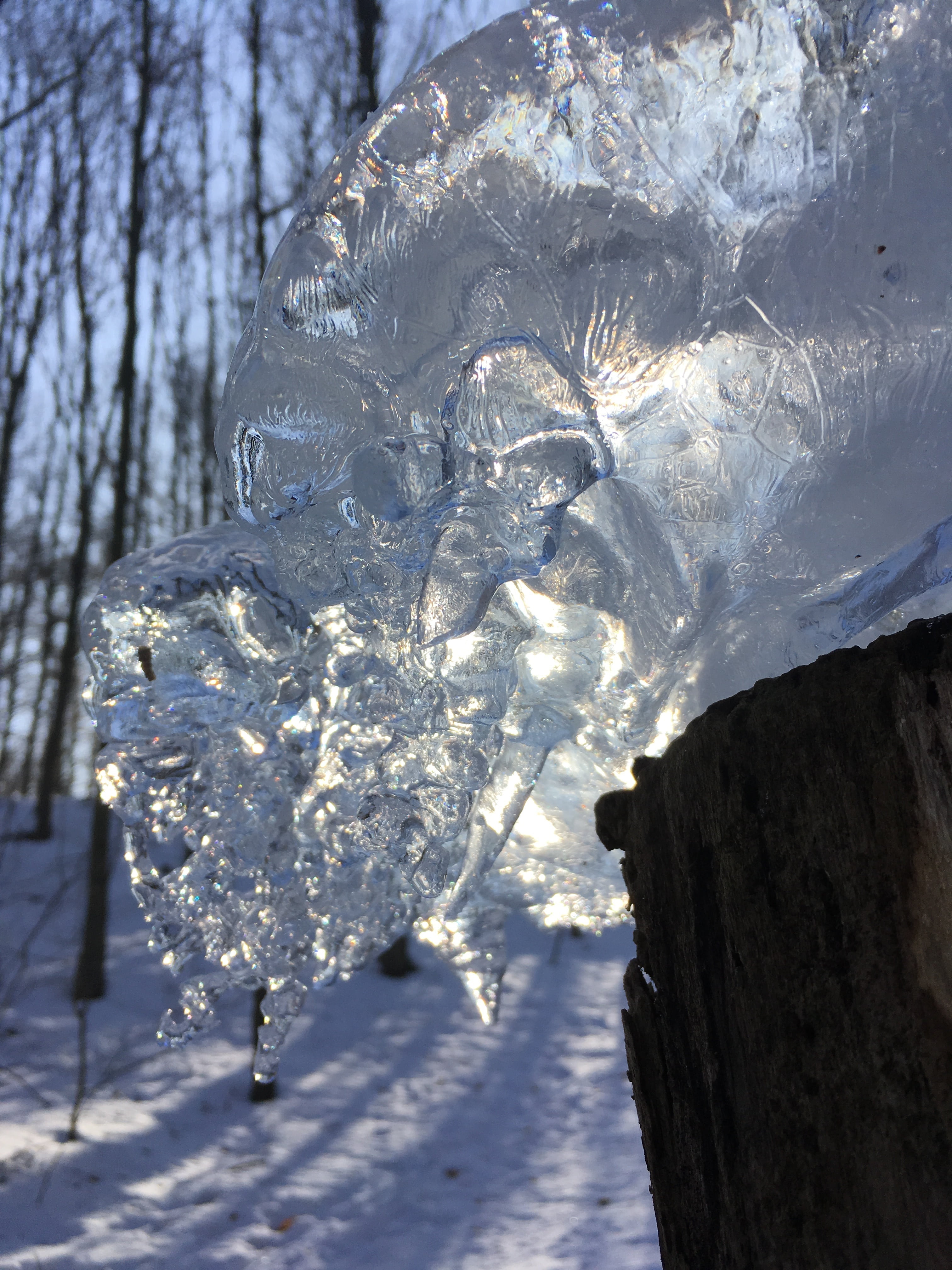 4K, melting, tree, cold, water, transparent, close-up, trunk, wintry, nature, hoarfrost, crystals, outdoors, iced, ice crystal, frosty, beauty in nature, Phone HD Wallpaper