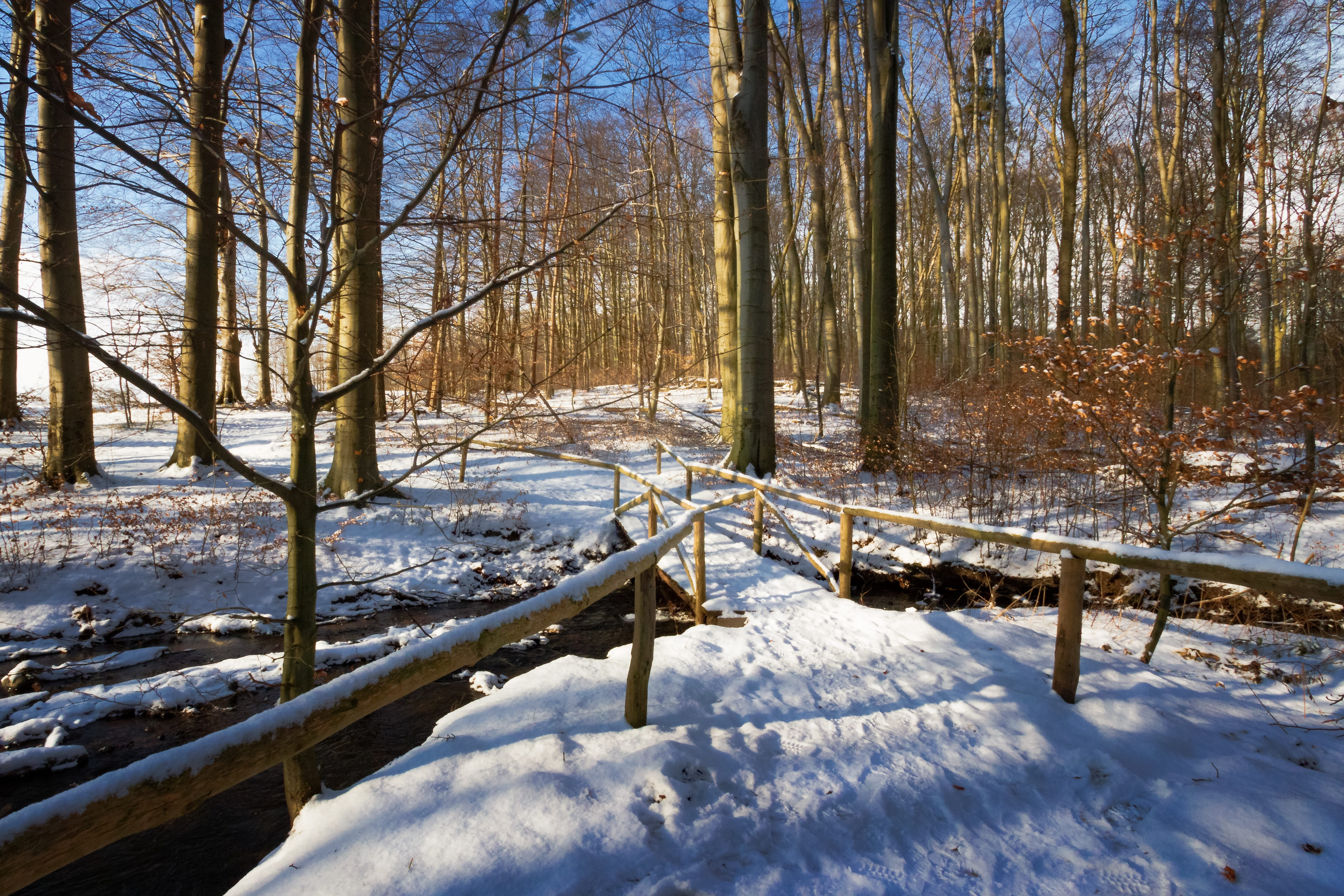 plant, land, sunbeam, atmospheric, winter magic, walk, snowy, Water, water, forest, sunset, cold temperature, shadow, recovery, weather, nature, field, HD Wallpaper