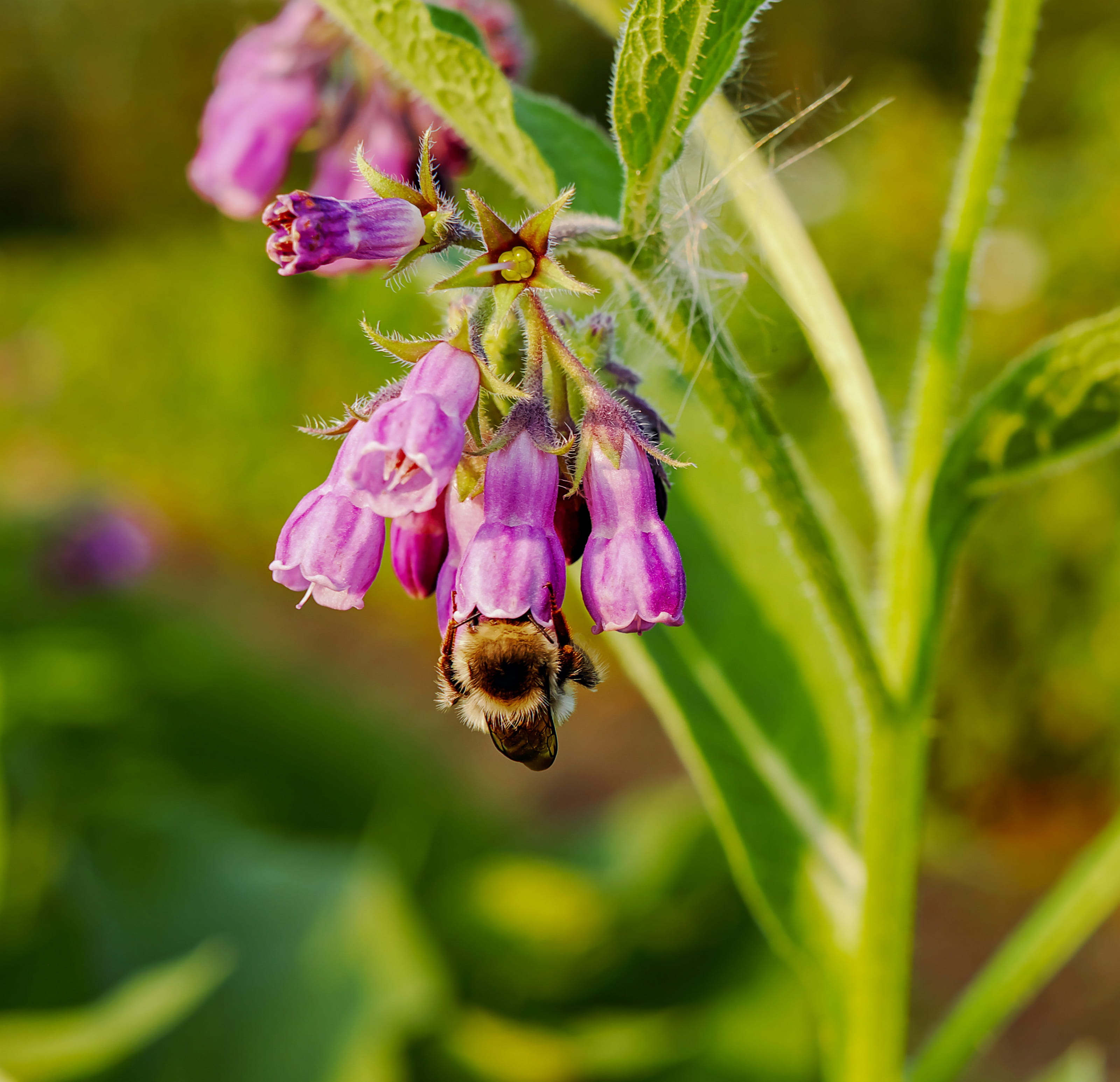 blossom, comfrey, beauty in nature, animal themes, nature, bell, one animal, bee, boraginaceae, pollination, purple, nectar, no people, animal, close-up, HD Wallpaper