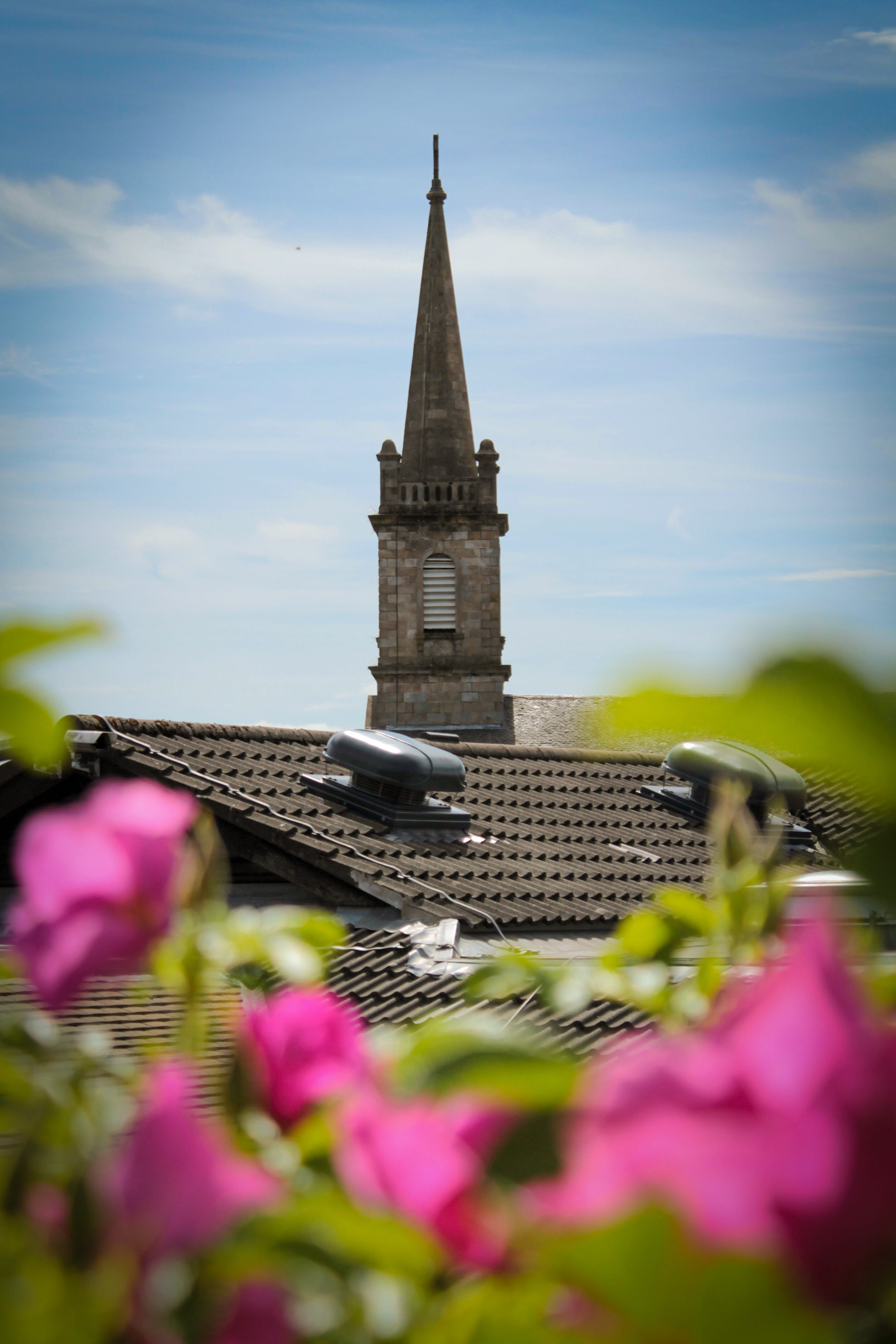 honey bee, insect, clock tower, bell tower, sky, no people, blossom, belief, invertebrate, building, built structure, day, urban, plant, animal, spirituality, Phone HD Wallpaper