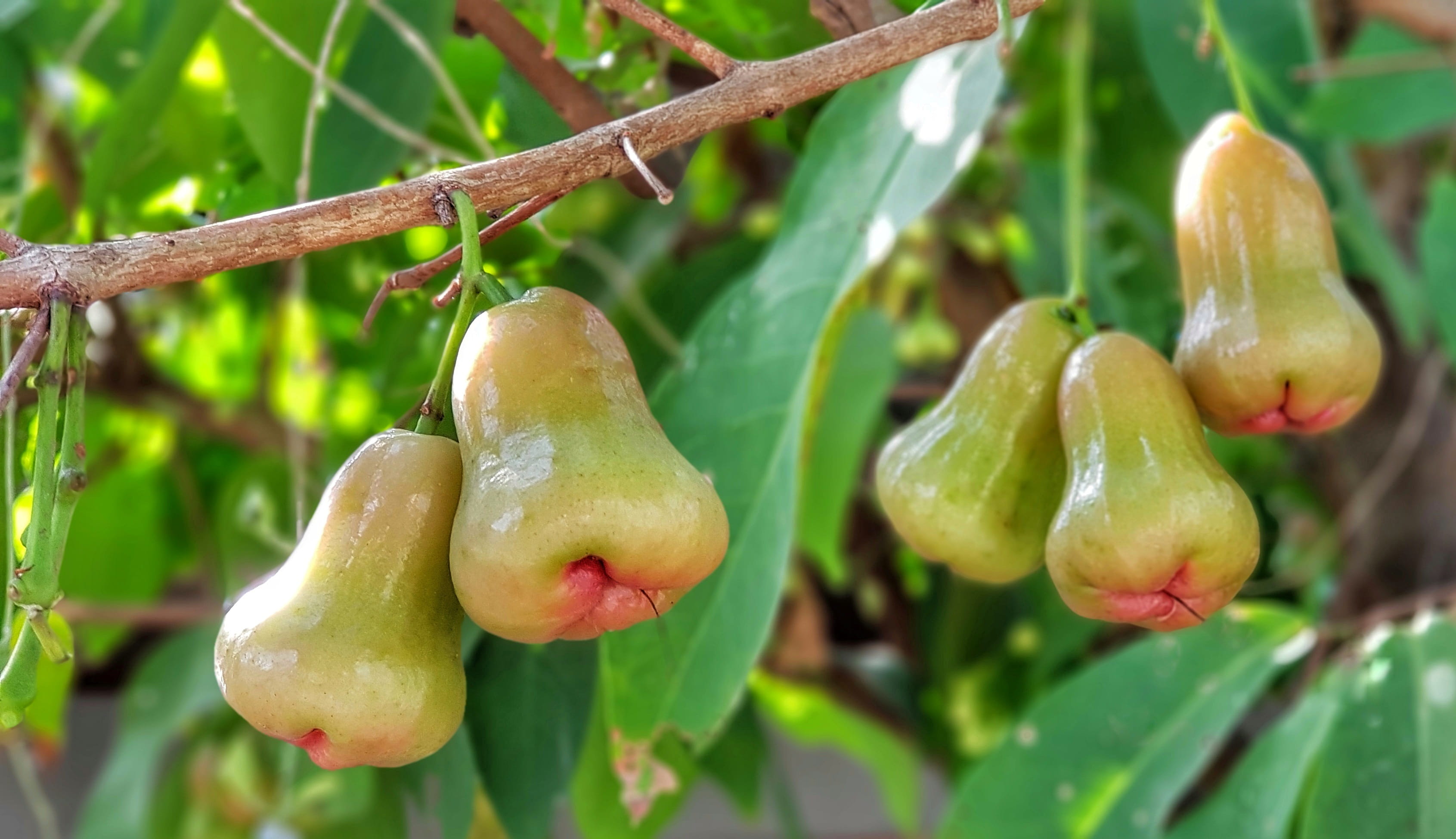 closeup, focus on foreground, outdoors, plant part, food, fruit, growth, 2K, nature, plant, no people, rose apple, flower, tropical, branch, tree, close-up, HD Wallpaper