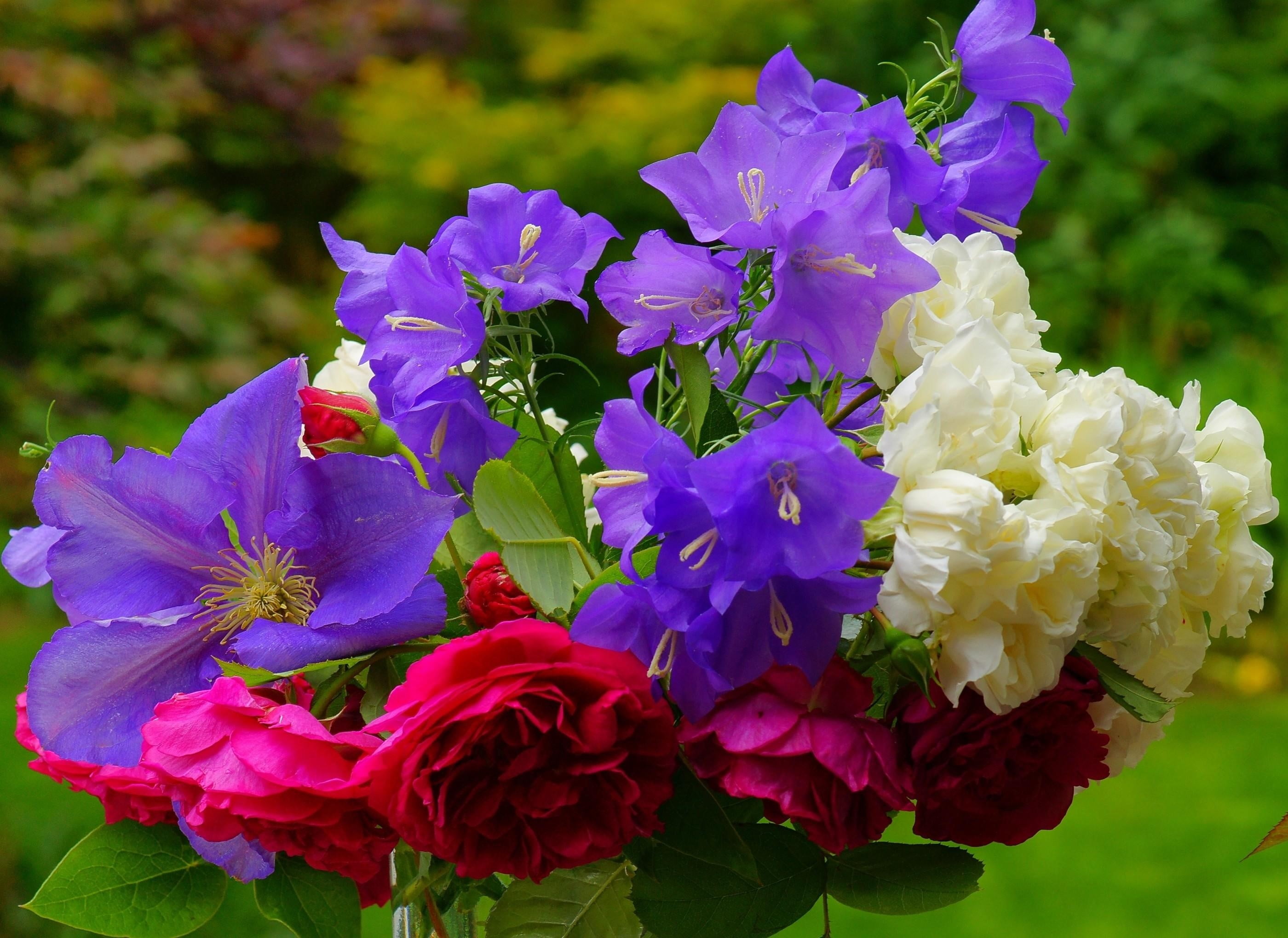 beauty in nature, flower head, day, freshness, inflorescence, focus on foreground, Rose, plant part, petal, nature, flowering plant, Flower, purple, growth, HD Wallpaper