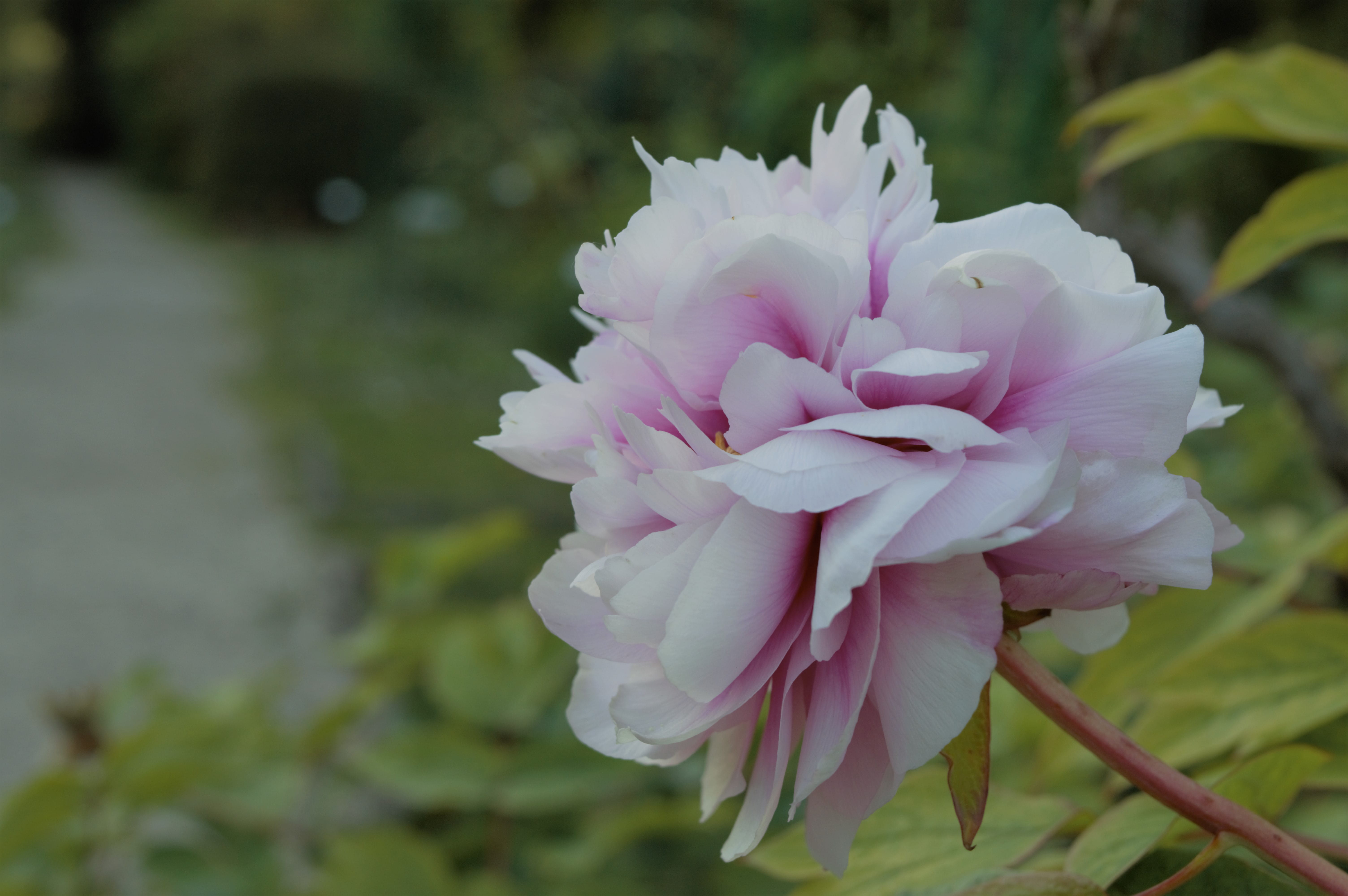 white, 5K, bell flower, photography, focus, vulnerability, lilac, nature, petal, garden, path, growth, focus on foreground, blooming, flower, pink color, HD Wallpaper