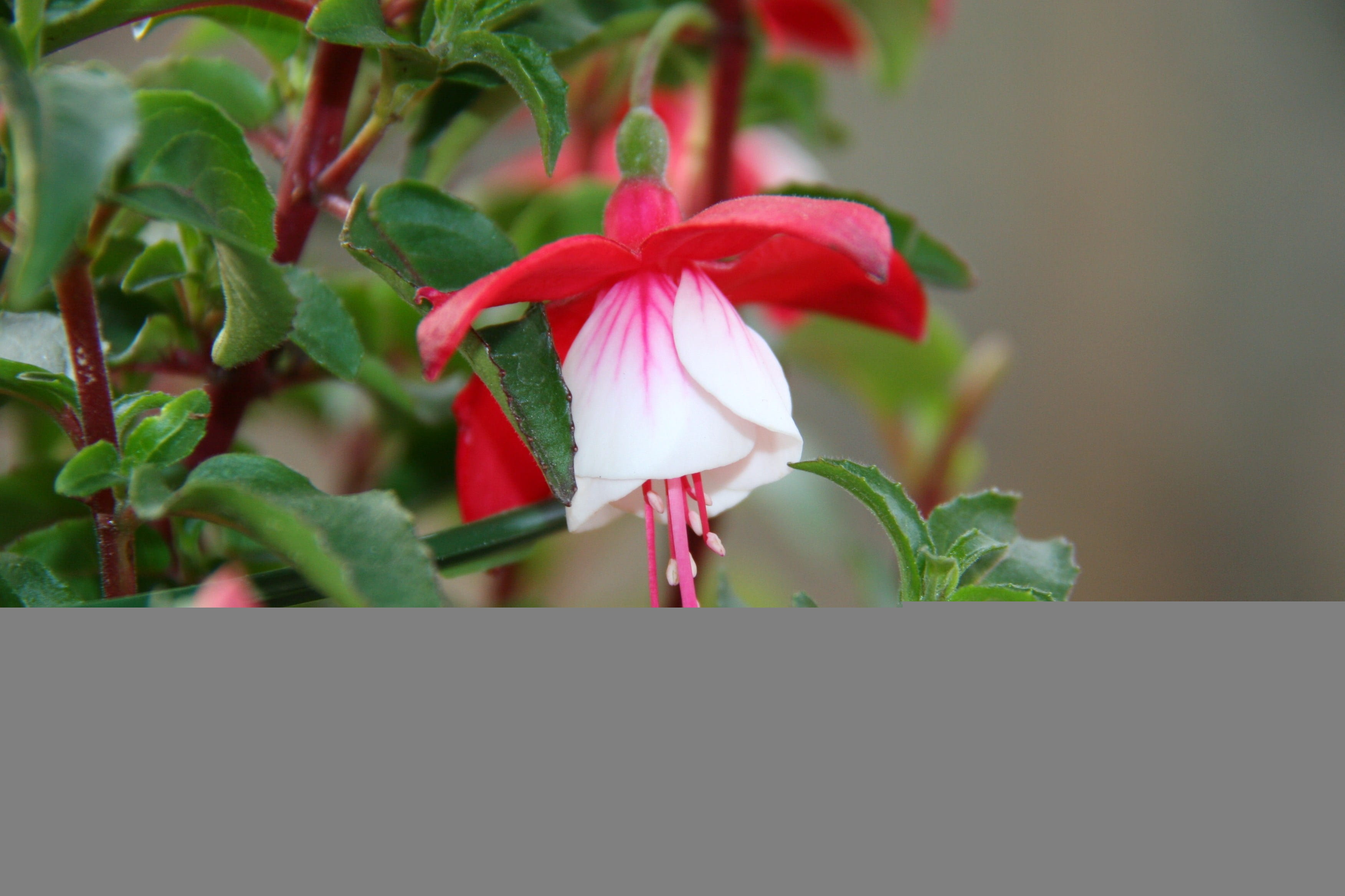 outdoors, red rose, growth, flower, red, vulnerability, flower head, freshness, fragility, nature, petal, beauty in nature, pink color, leaf, plant part, HD Wallpaper