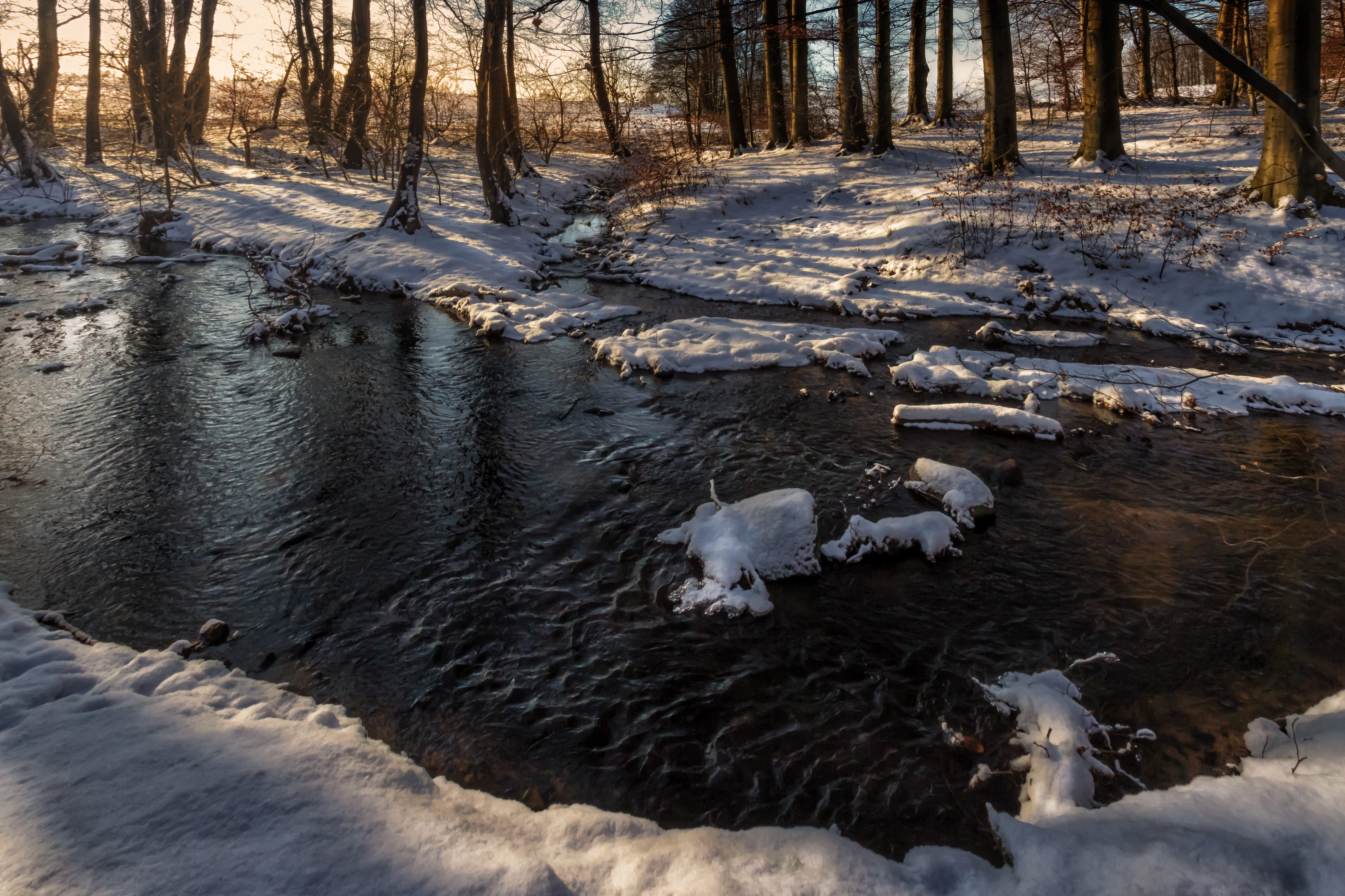 woodland, outdoors, tree, animals in the wild, sunbeam, Water, land, no People, mammal, day, sunset, cold - Temperature, atmospheric, Waldsee, water, recovery, HD Wallpaper