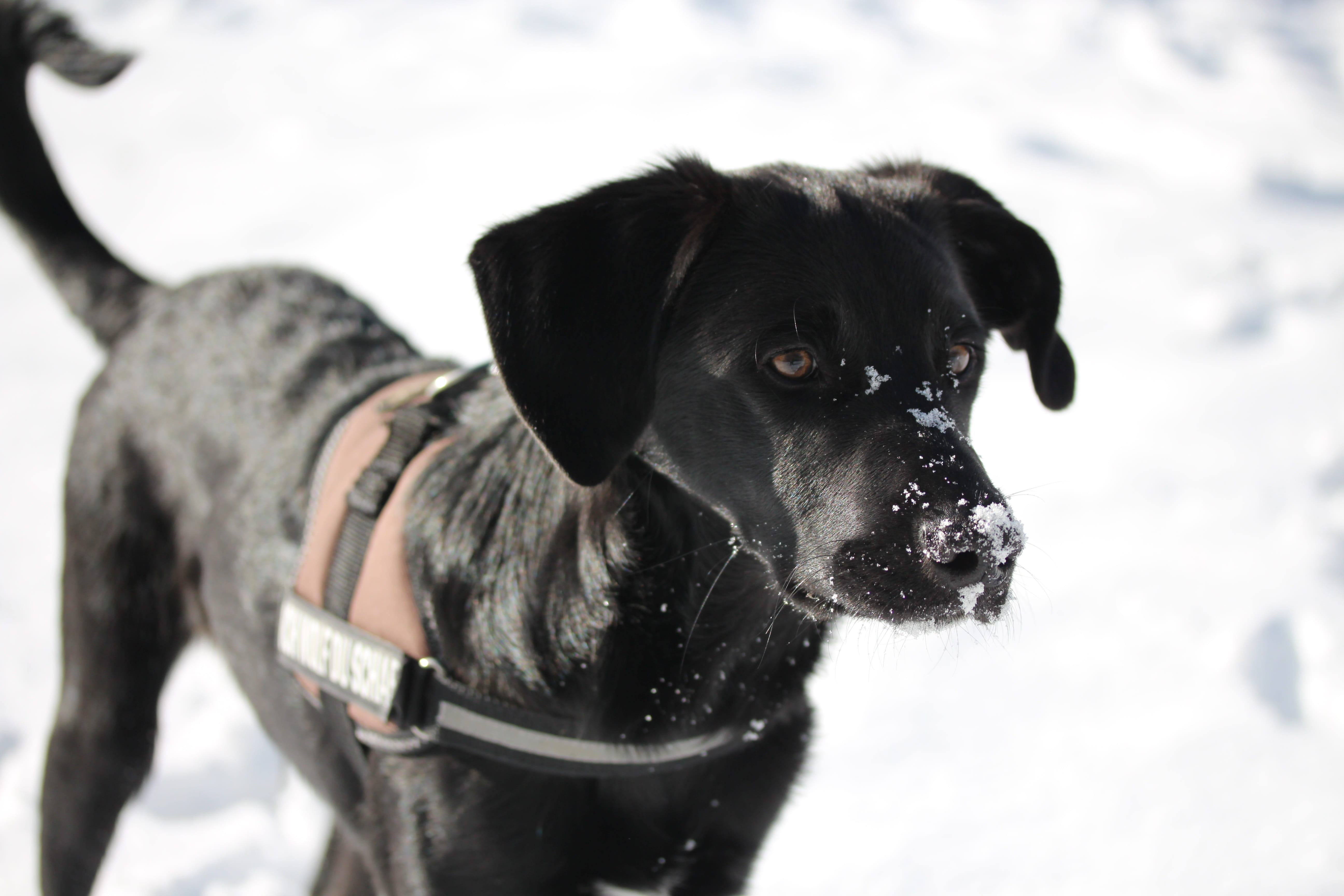 pets, vertebrate, creature, focus on foreground, labrador mongrel, mammal, canine, animal portrait, Labrador, pet, one animal, domestic, animal, Border Collie, HD Wallpaper