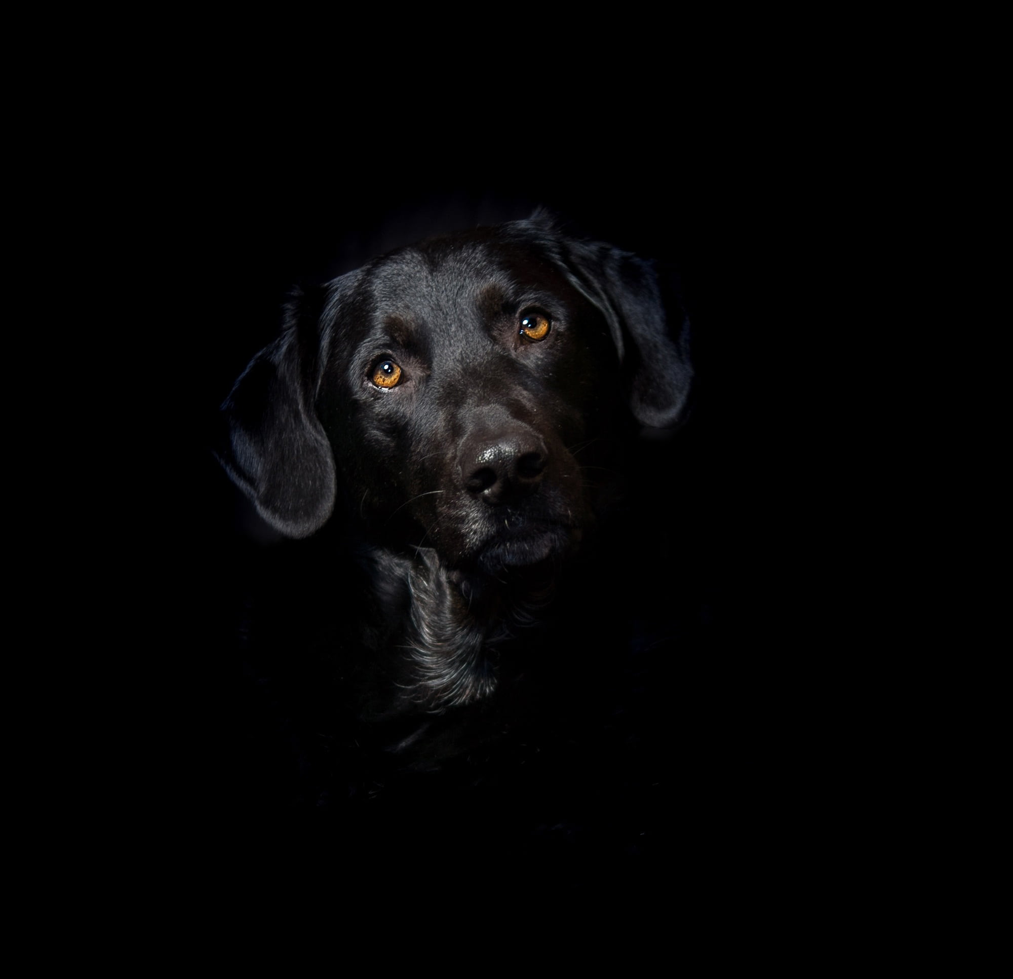 black color, mix, portait, pet, affectionate, eyes, pets, nose, portrait, black dog, animal themes, dear, retriever, greedy, domestic, looking at camera, HD Wallpaper