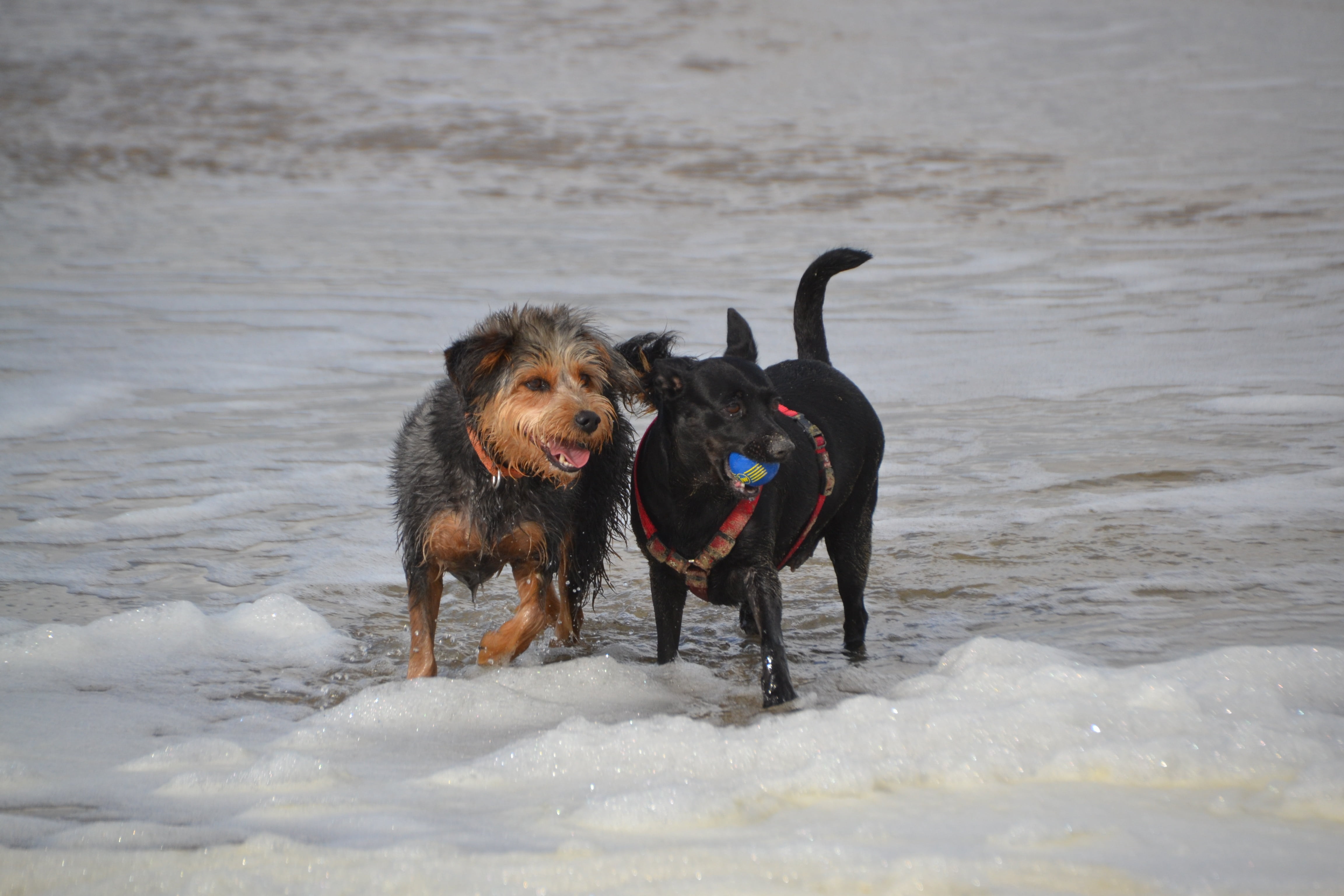 animal, snow, mammal, animal themes, dogs on the beach, one animal, canine, vertebrate, dog, running, mouth open, day, mongrel dachshund yorkshire, motion, HD Wallpaper