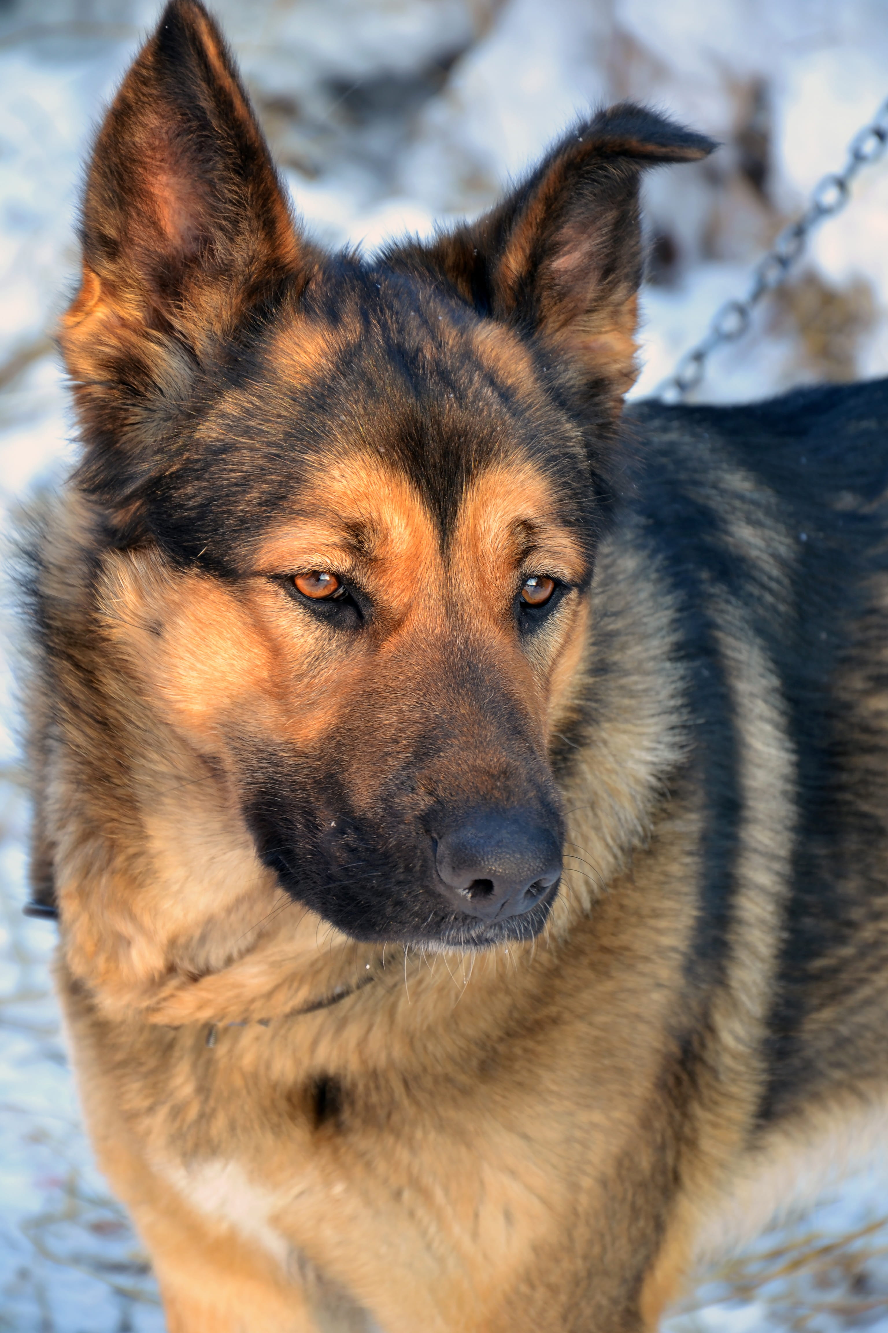 brown, looking, no people, a cross between, domestic, german shepherd, watch, animal themes, close-up, dog, pet, 4K, animal body part, mammal, portrait, Phone HD Wallpaper