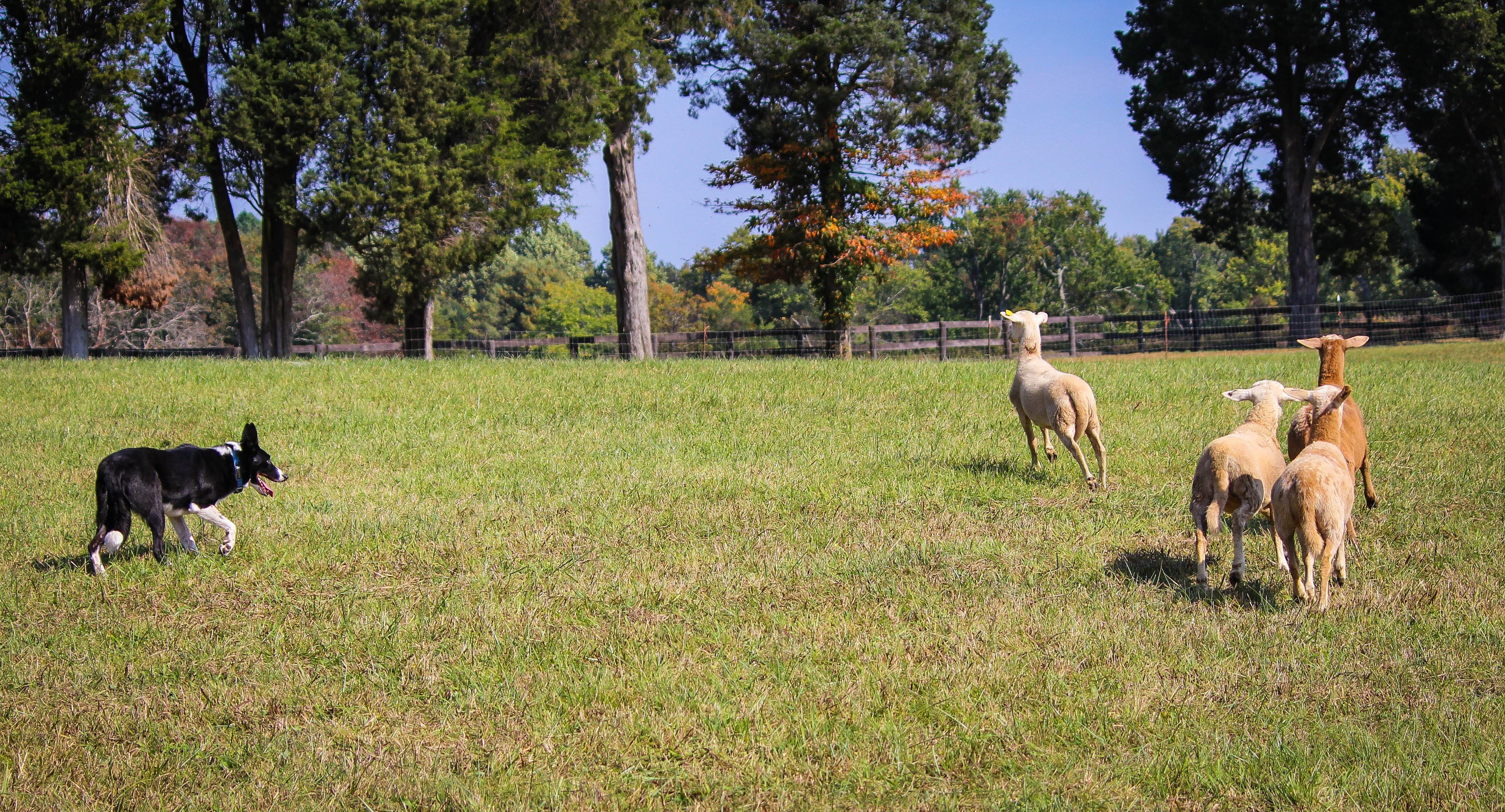 outdoor, tree, daytime, outdoors, mammal, green color, sheep, animals, group of animals, land, nature, working, obedient, sheepdog, animal, doggy, herding, HD Wallpaper