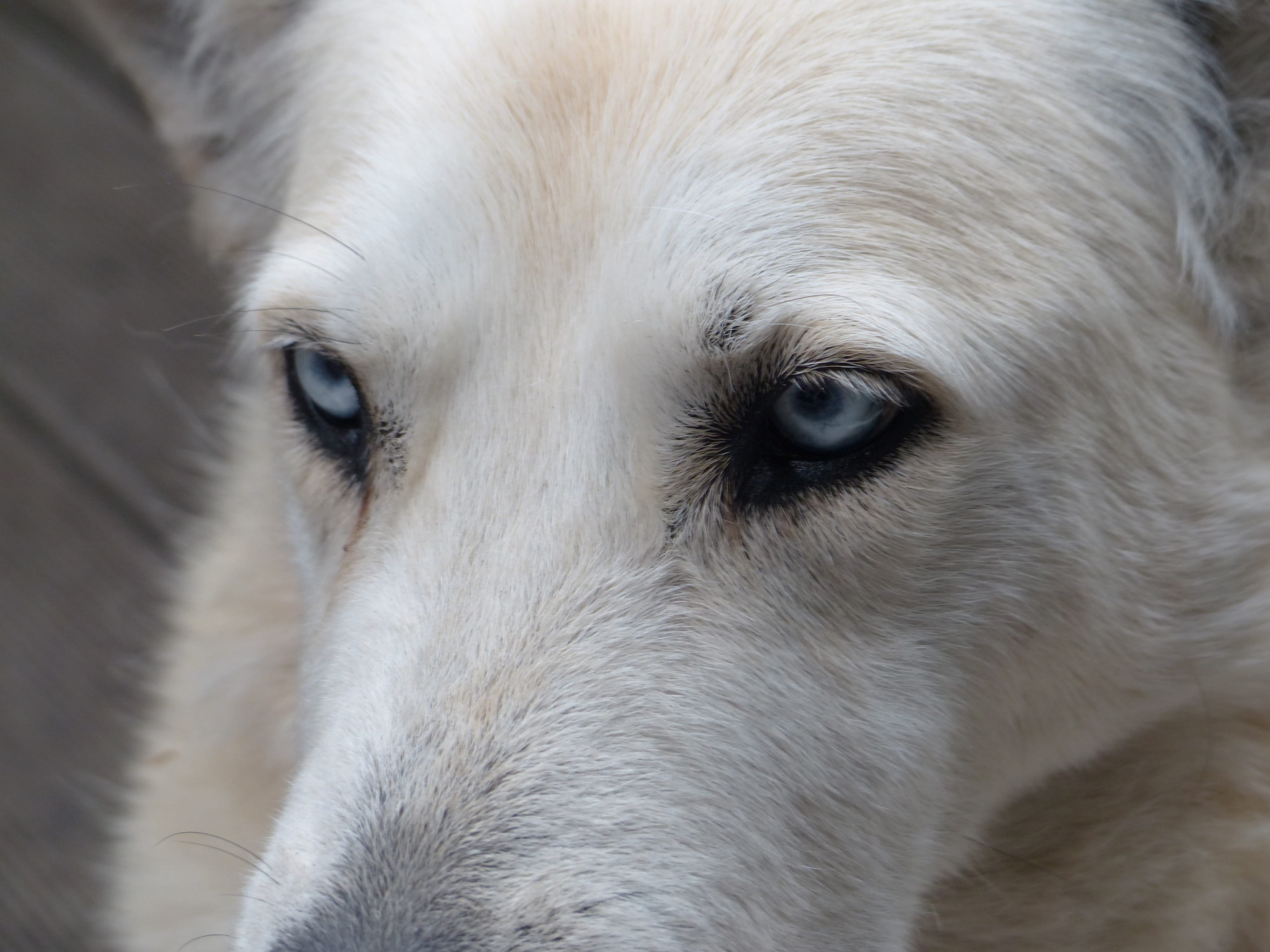 pets, face, domestic, vertebrate, sad, domestic animals, husky, hybrid, young animal, Dog, one animal, white, day, Portrait, whisker, White, animal body part, HD Wallpaper
