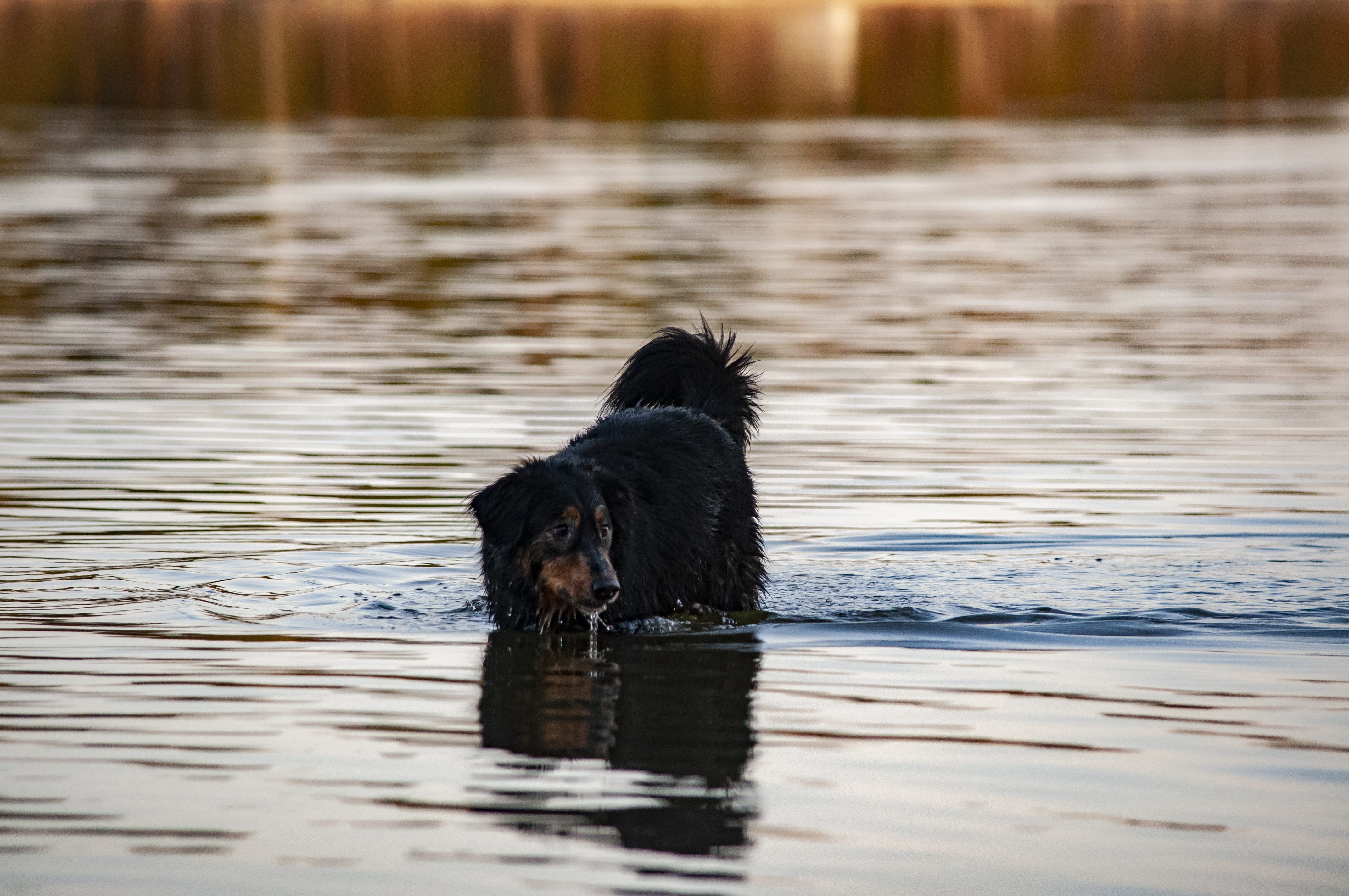 mongrel, animal themes, lake, domestic, stick - plant part, swimming, animal, mammal, day, waterfront, canine, motion, wet, no people, animal head, water, HD Wallpaper
