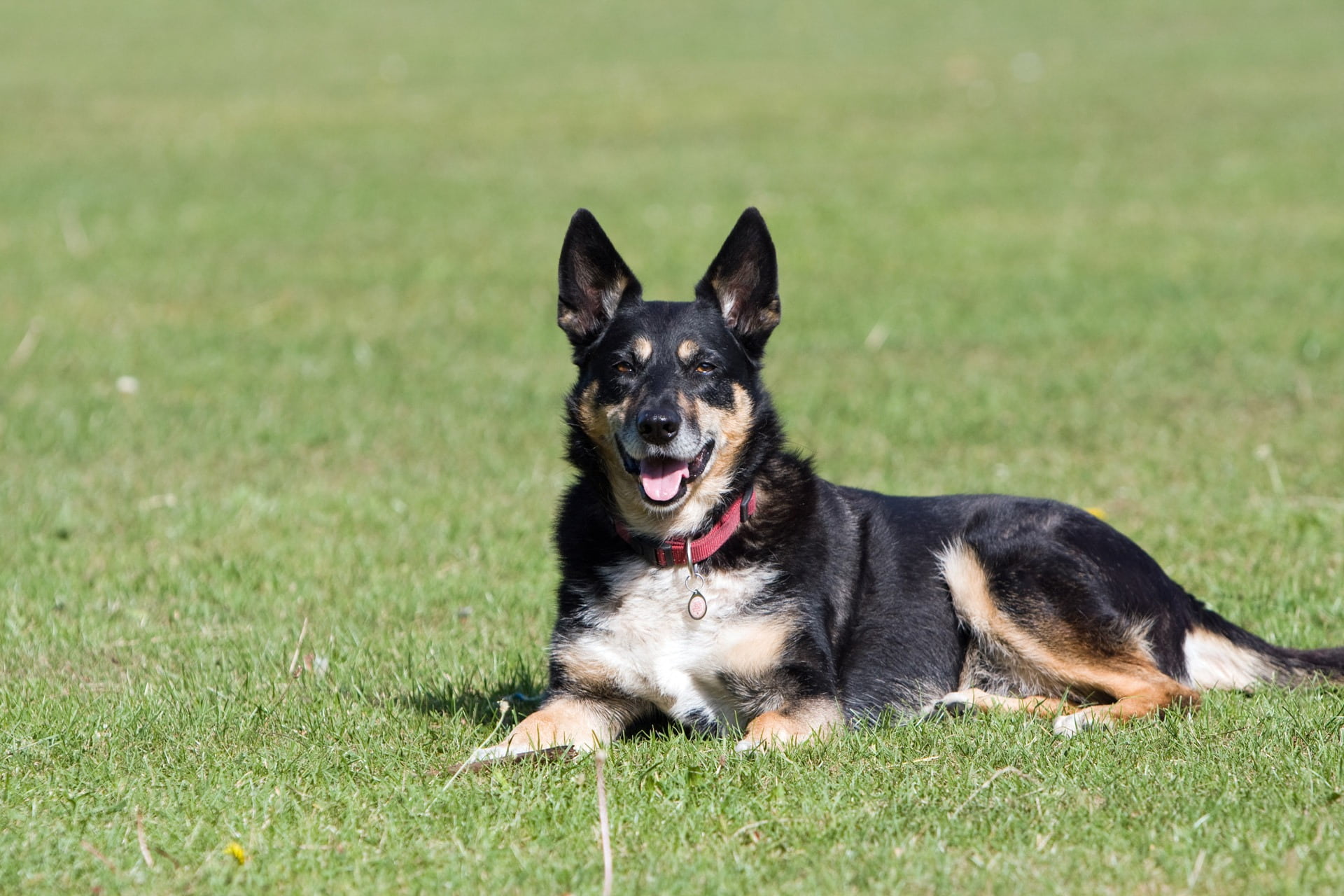 dog, mongrel, mixed breed, mammal, plant, vertebrate, canine, pet, domestic animals, pets, animal, german shepherd, animal themes, no people, mouth open, HD Wallpaper