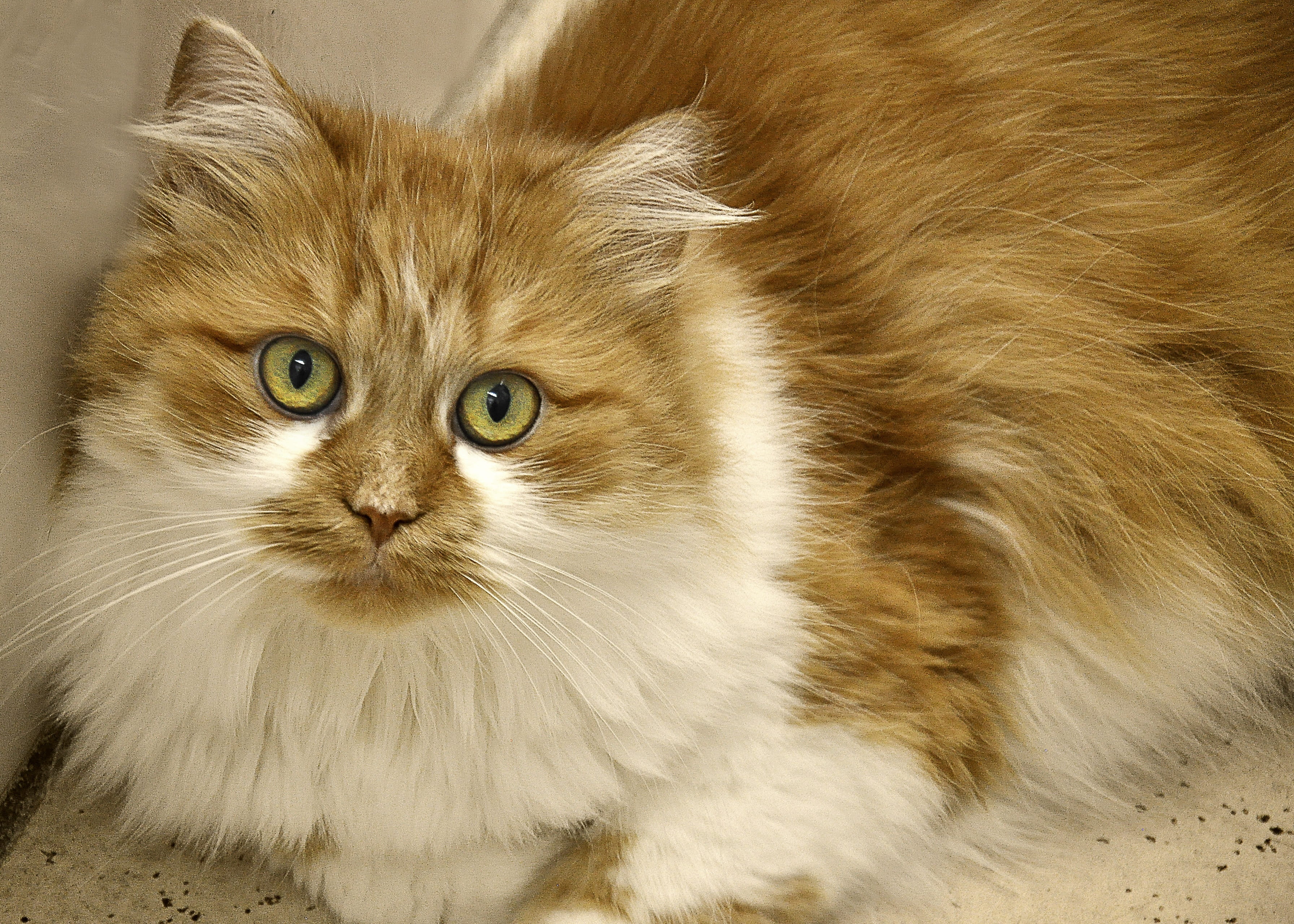 red, adidas, 2K, persian cat, looking at camera, female, animal shelter, pet, longhair cat, domestic cat, red and white mackerel tabby, smoochy, close, HD Wallpaper