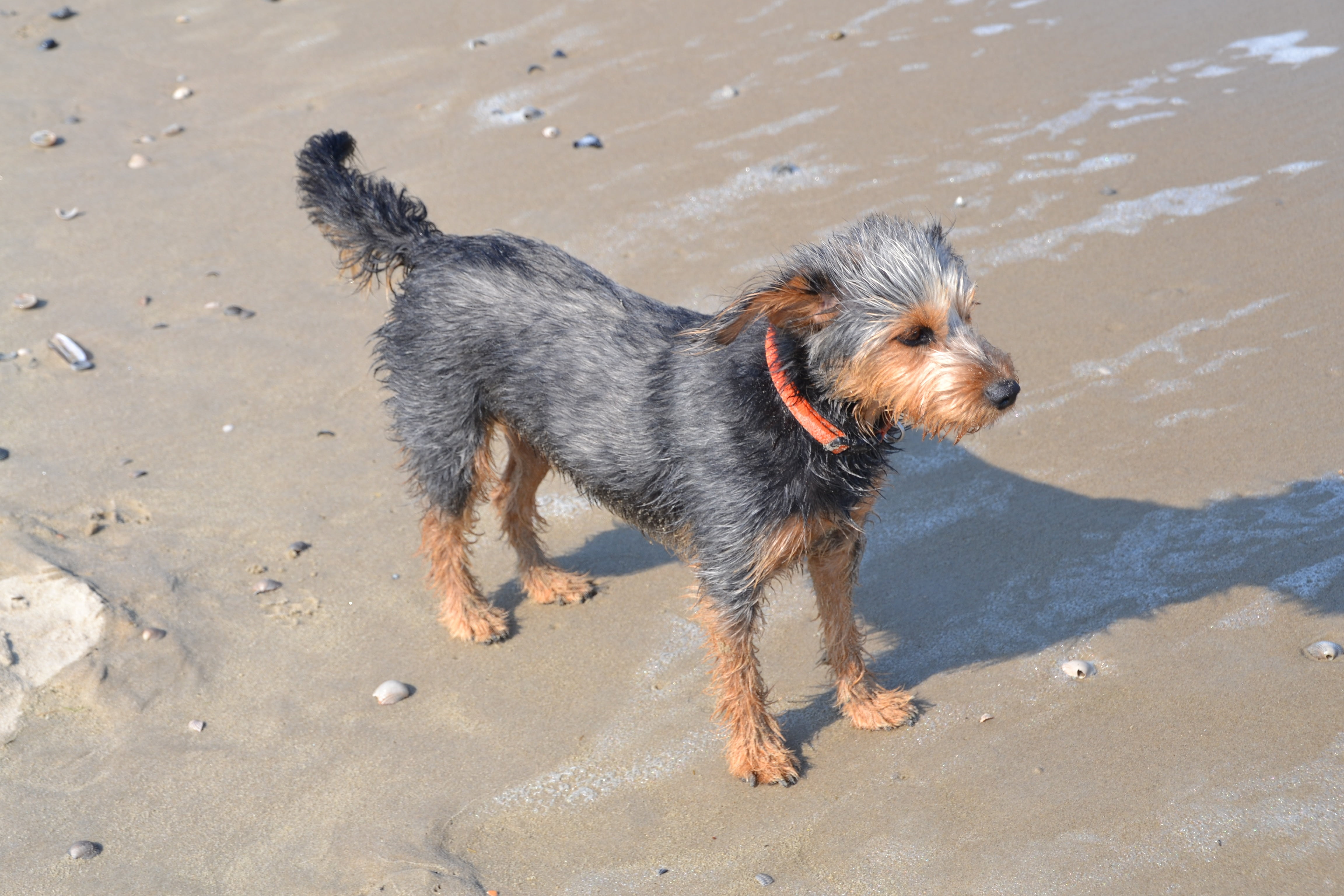 day, sand, vertebrate, animal themes, domestic, canine, dog on beach, domestic animals, sunlight, terrier, no people, one animal, beach, animal, mongrel dachshund yorkshire, HD Wallpaper
