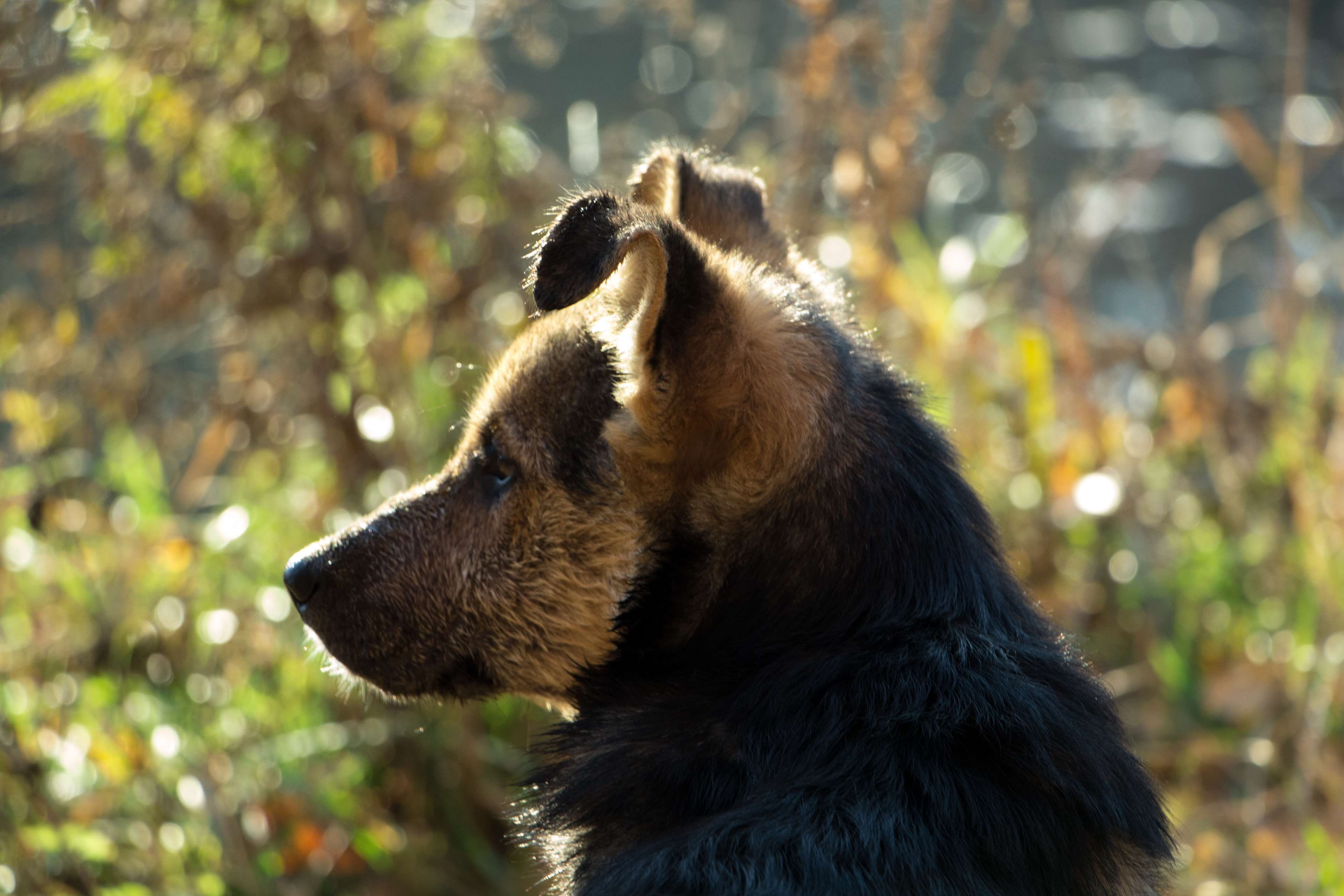 profile view, one animal, cur, friend, vertebrate, mammal, outdoors, looking away, animal head, focus on foreground, no people, forest, mongrel, animals in the wild, HD Wallpaper