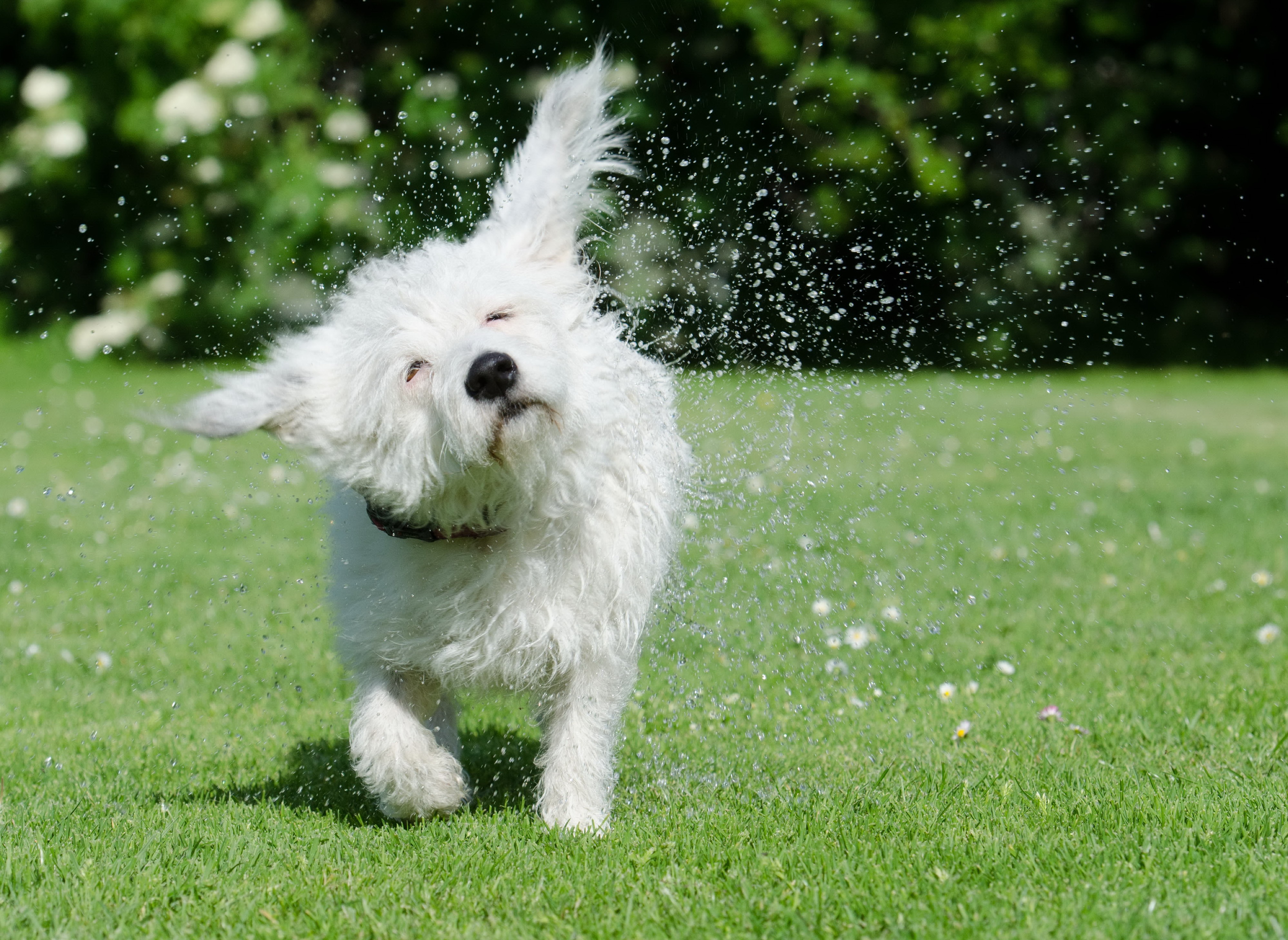 puppy, drop of water, small dog, canine, walking, 4K, green, land, dog shakes itself, body, hybrid, long, plant, no people, cute, white color, daytime, HD Wallpaper