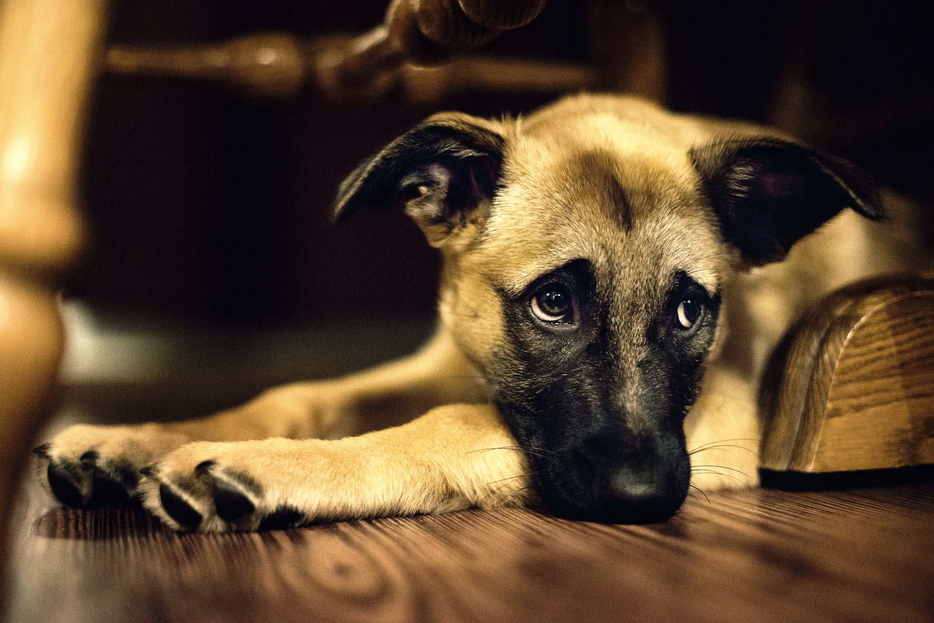 portrait, one animal, pets, looking at camera, looks, focus on foreground, lying down, 1080P, indoors, mongrel, flooring, tan, relaxation, vertebrate, HD Wallpaper