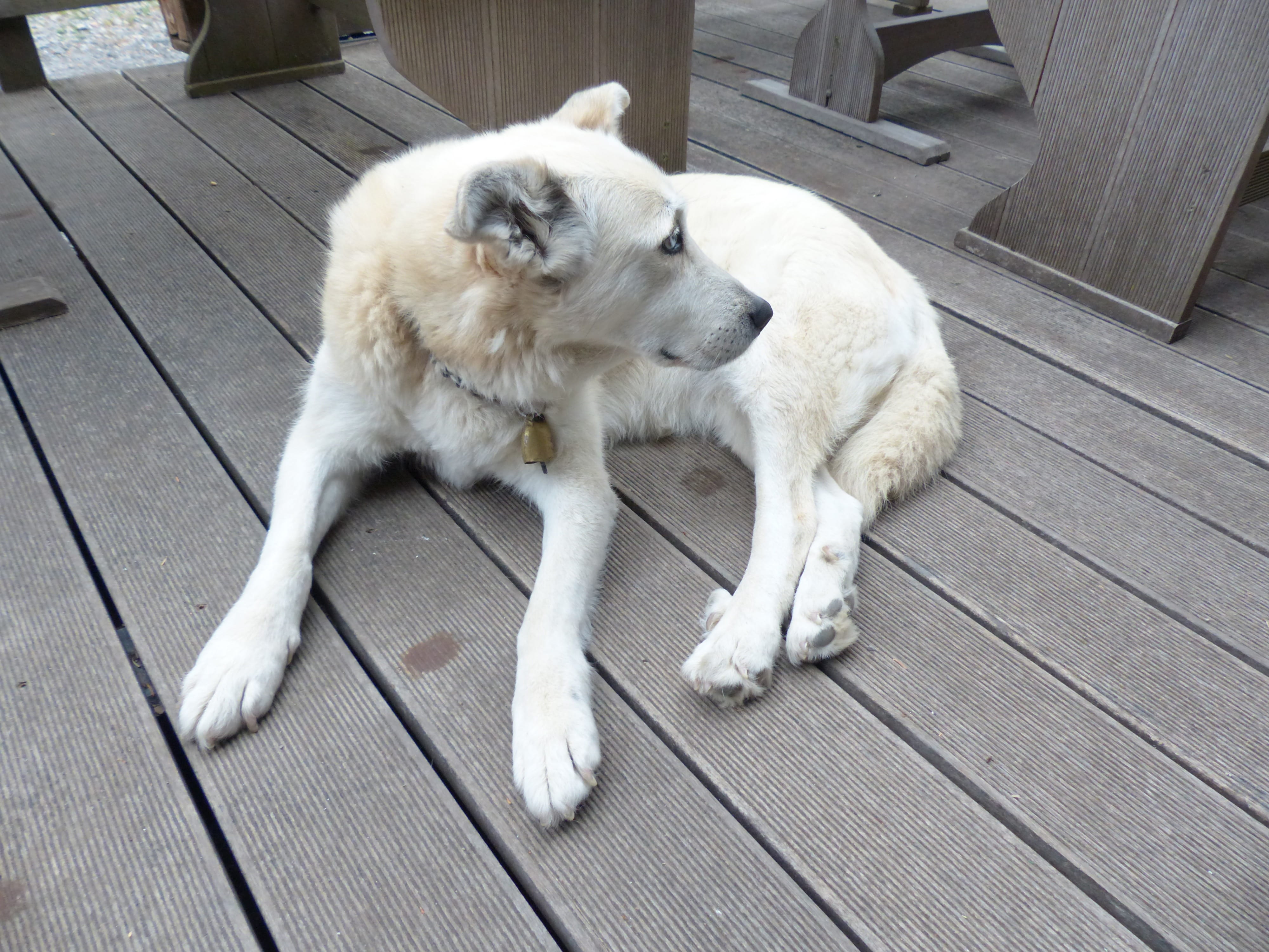 lying down, White, relaxation, dear, wood, pets, concerns, flooring, Dog, Mongrel, resting, full length, mammal, domestic, Husky, outdoors, canine, high angle view, HD Wallpaper