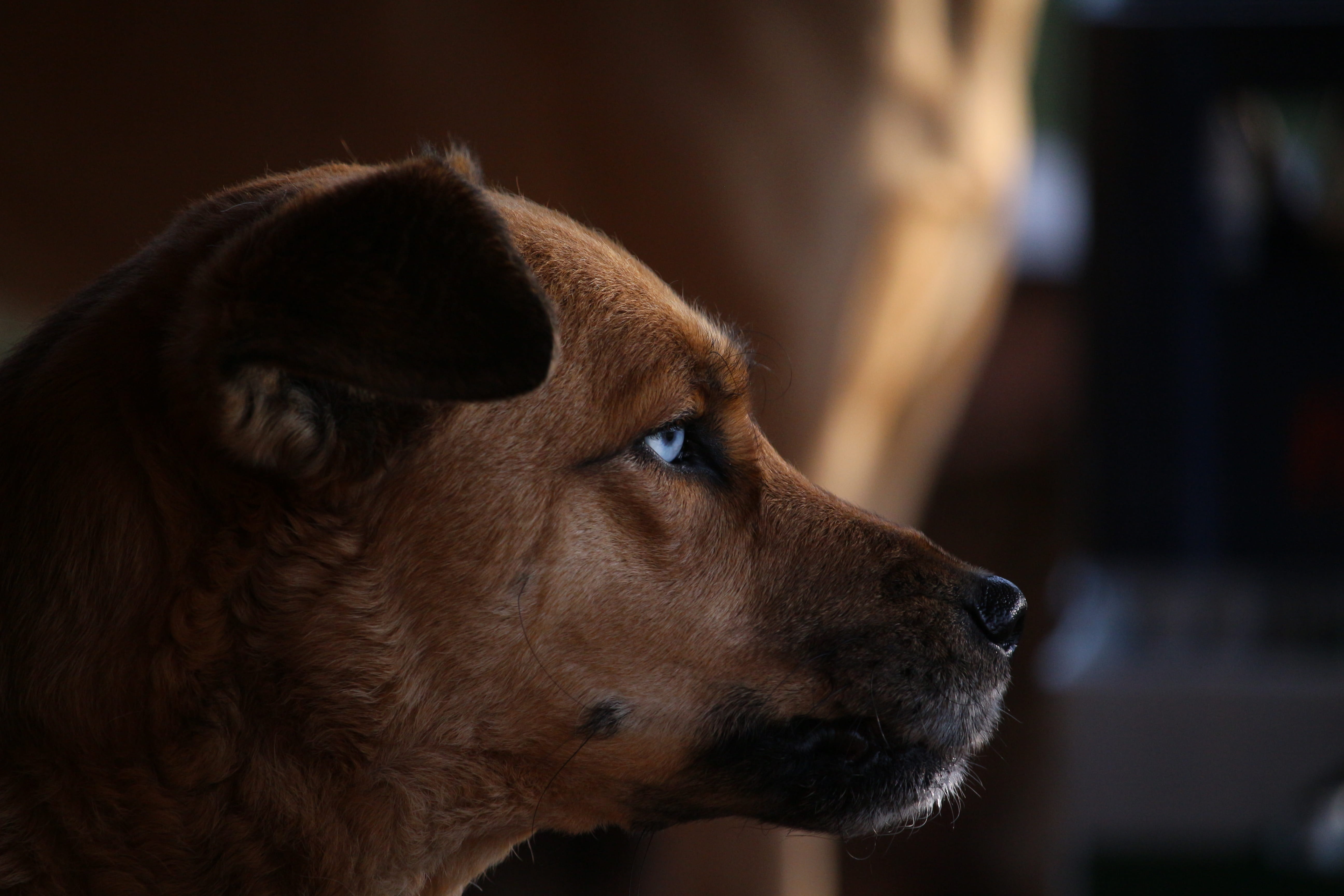 looking away, pet, face, small, 5K, blue, indoors, domestic, hybrid, pets, eyes, no people, animal eye, looking, animal themes, photography, snout, dog, HD Wallpaper