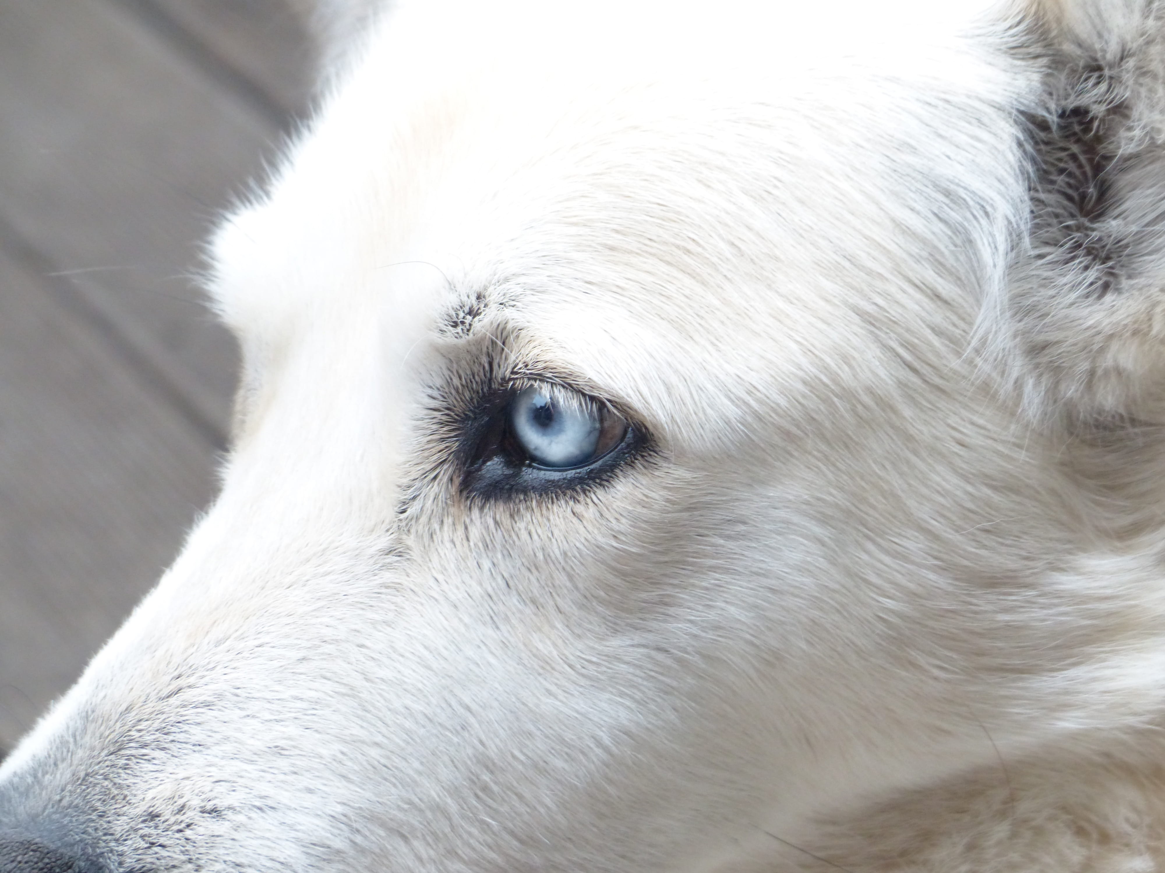 no people, domestic, canine, domestic Animals, eye, animal themes, cute, animal body part, Eyes, husky mongrel, white, day, animal hair, indoors, animal eye, HD Wallpaper