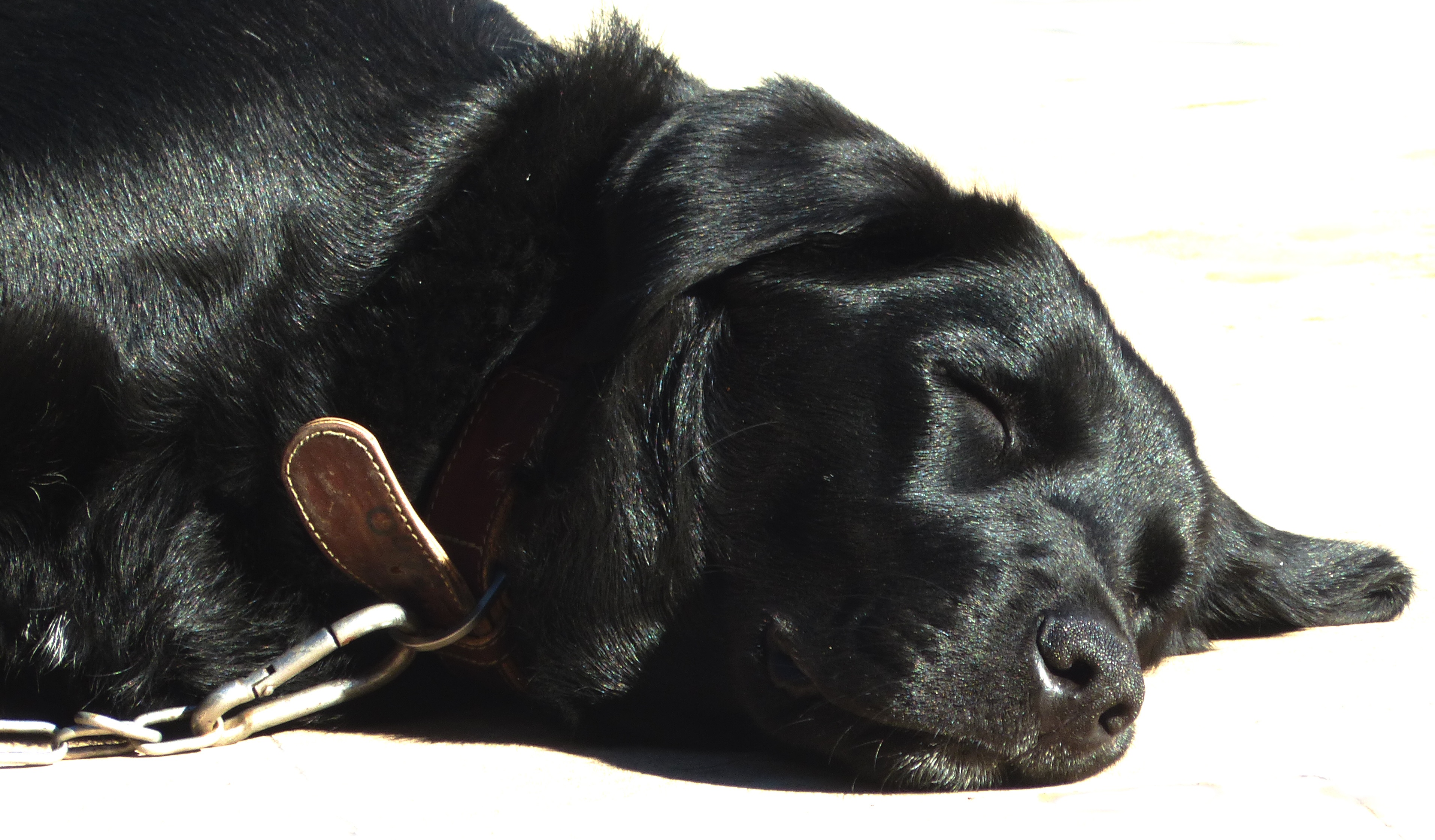 lying down, mammal, black, labrador mongrel, animal head, one animal, domestic, pets, canine, relaxation, no people, sleeping, close-up, 2K, animal, dog, HD Wallpaper