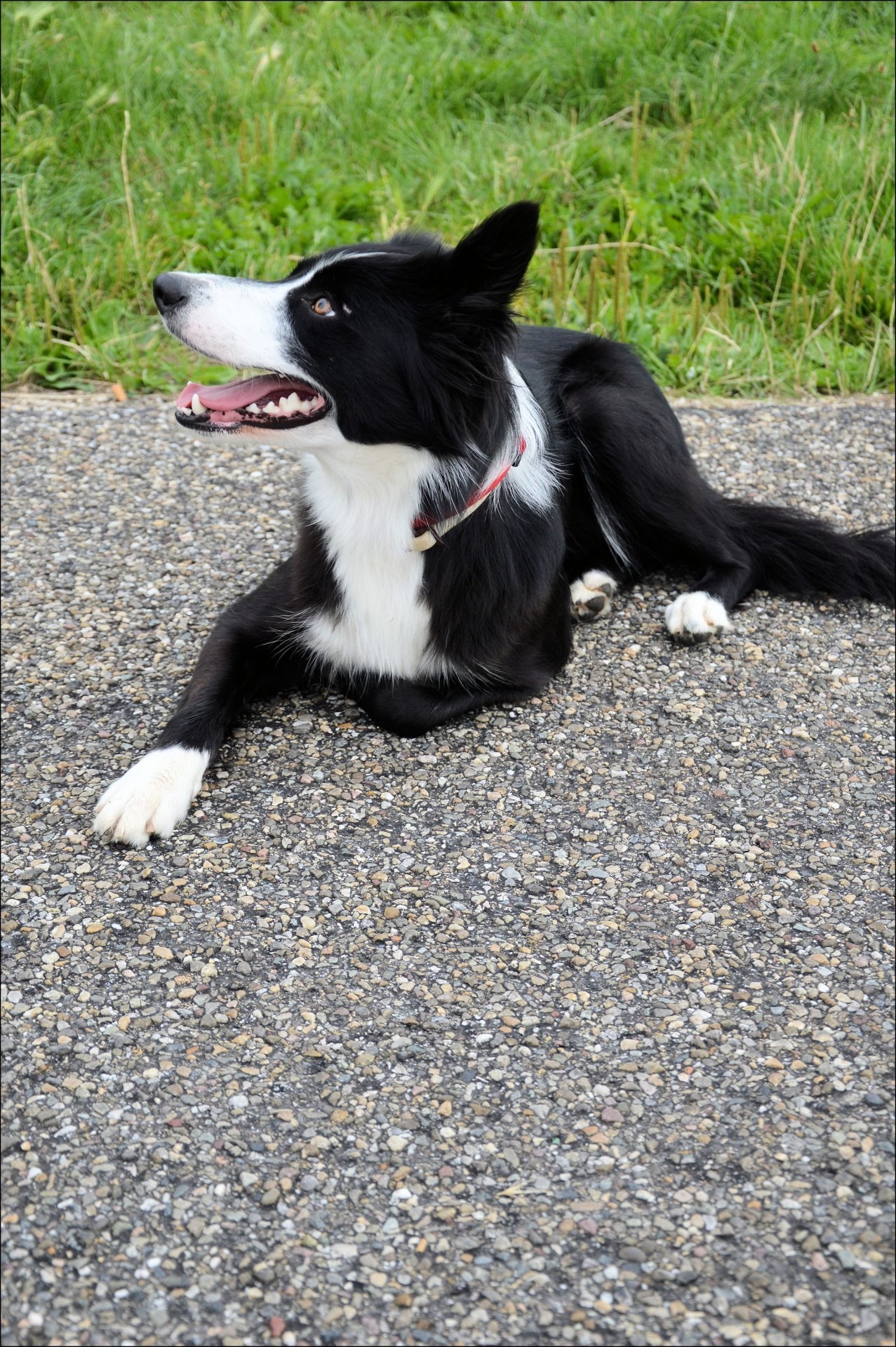 dog walk, mongrel, trained, mouth open, 1080P, growl, creature, pedigree, bark, purebred, pet, border collie, vertebrate, domestic animals, animal, tame, Phone HD Wallpaper