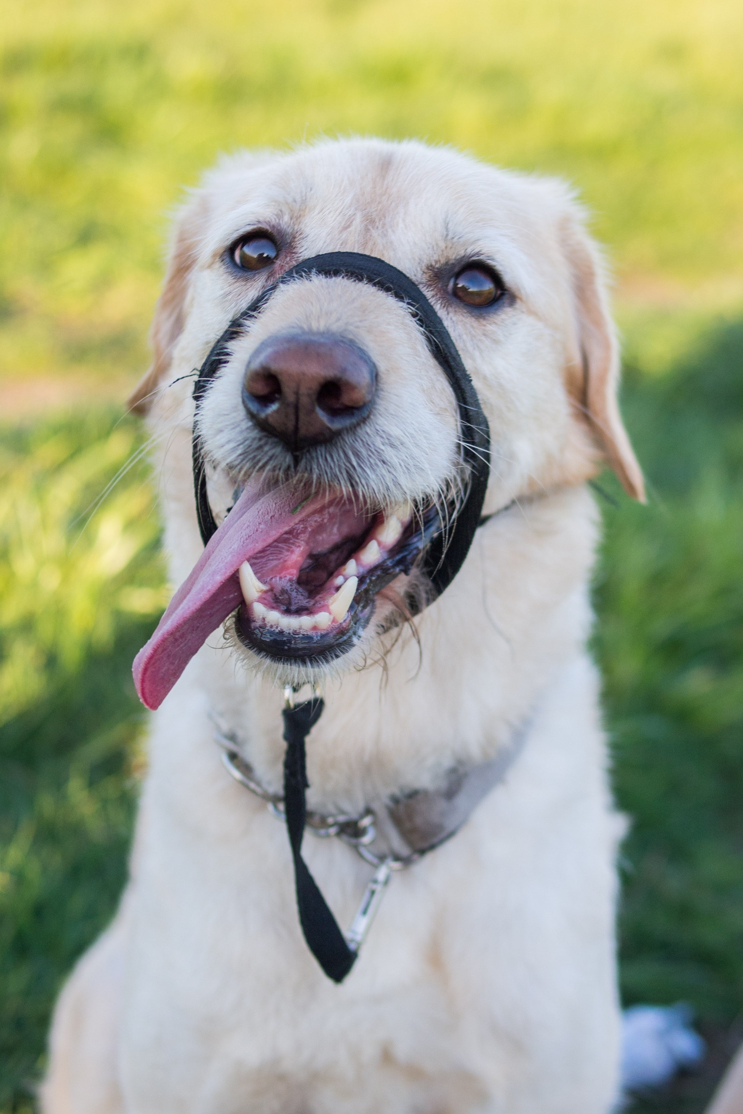 animal body part, day, calm, labrador, muzzle, portrait, dog, animal, domestic animals, happy, no people, weimaraner, mouth open, looking at camera, 2K, Phone HD Wallpaper