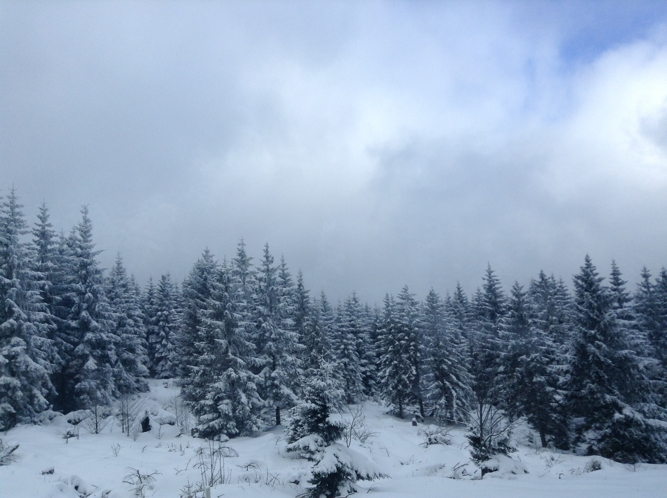 covering, snow, tranquility, holidays, coniferous tree, tree, plant, wonderland, cloud - sky, day, mountains, no people, beautiful, holiday, wlad, wintry, HD Wallpaper