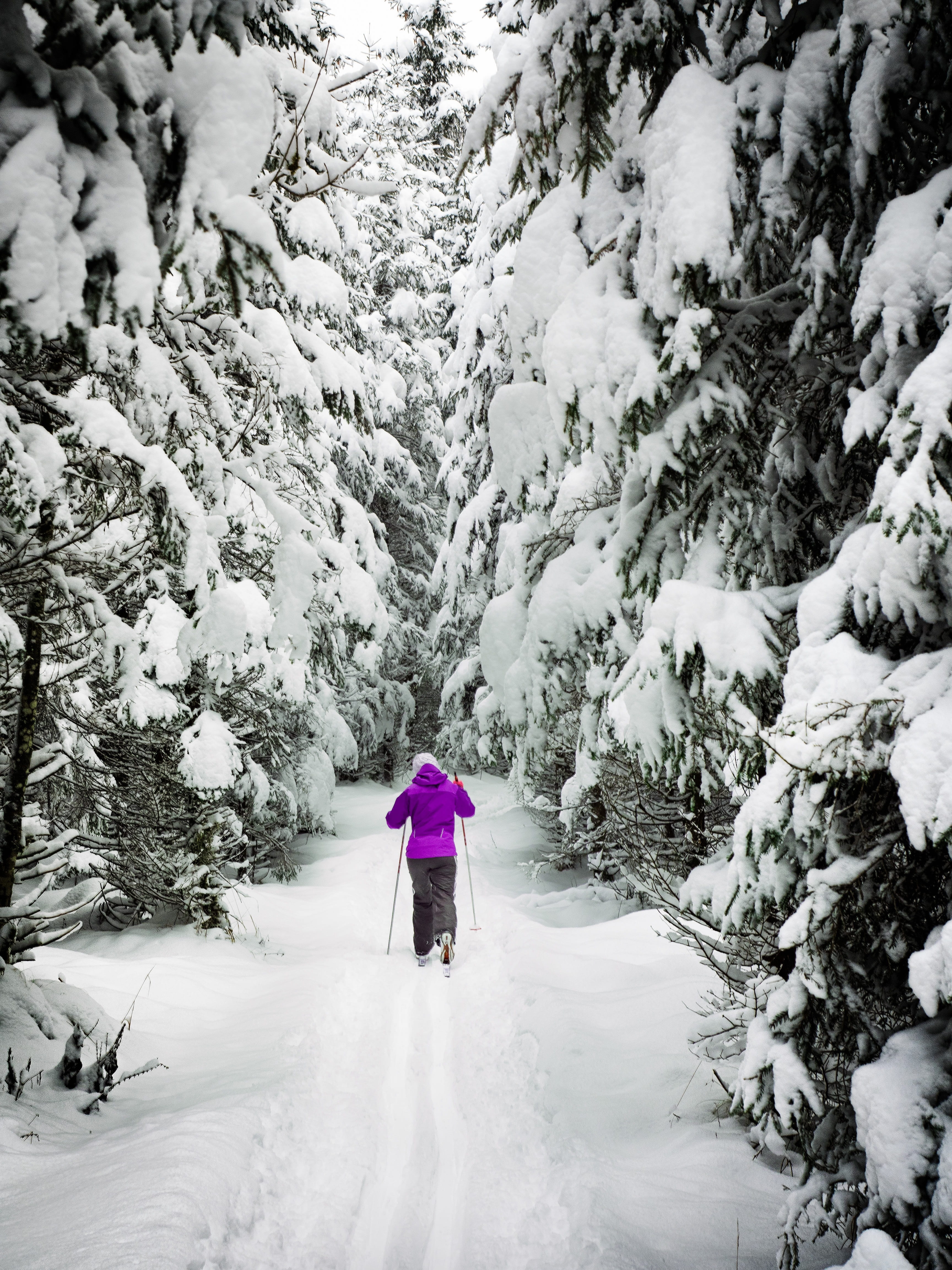 people, warm clothing, cross country skiing, white, cold, impression, frozen, winter magic, sport, idyll, winter impressions, day, iced, rear view, winter, Phone HD Wallpaper