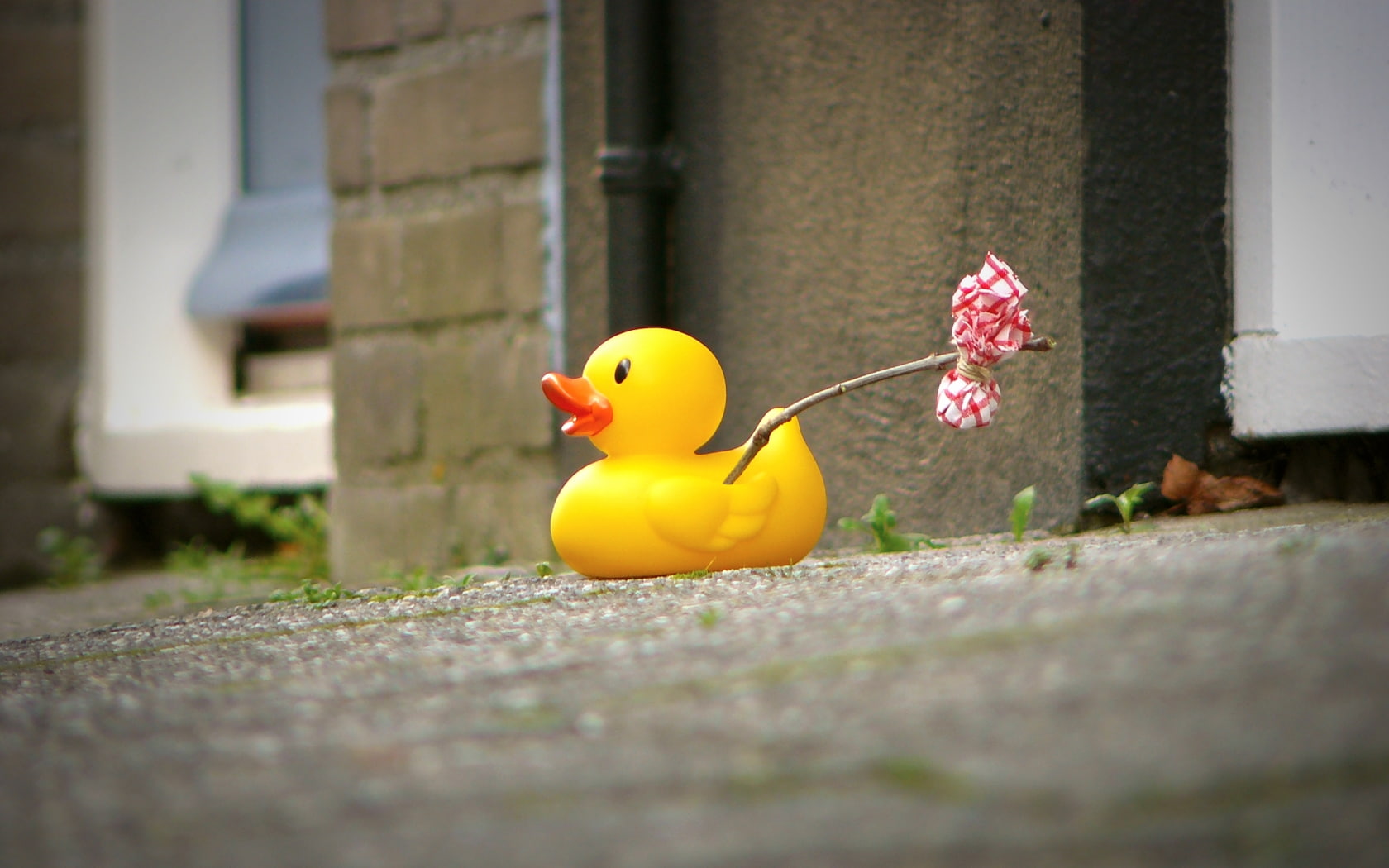 bird, 720P, rubber duck, no people, duck, funny, Rubber, yellow, representation, day, building exterior, animal representation, toy, Hobo, ducks, poultry, HD Wallpaper