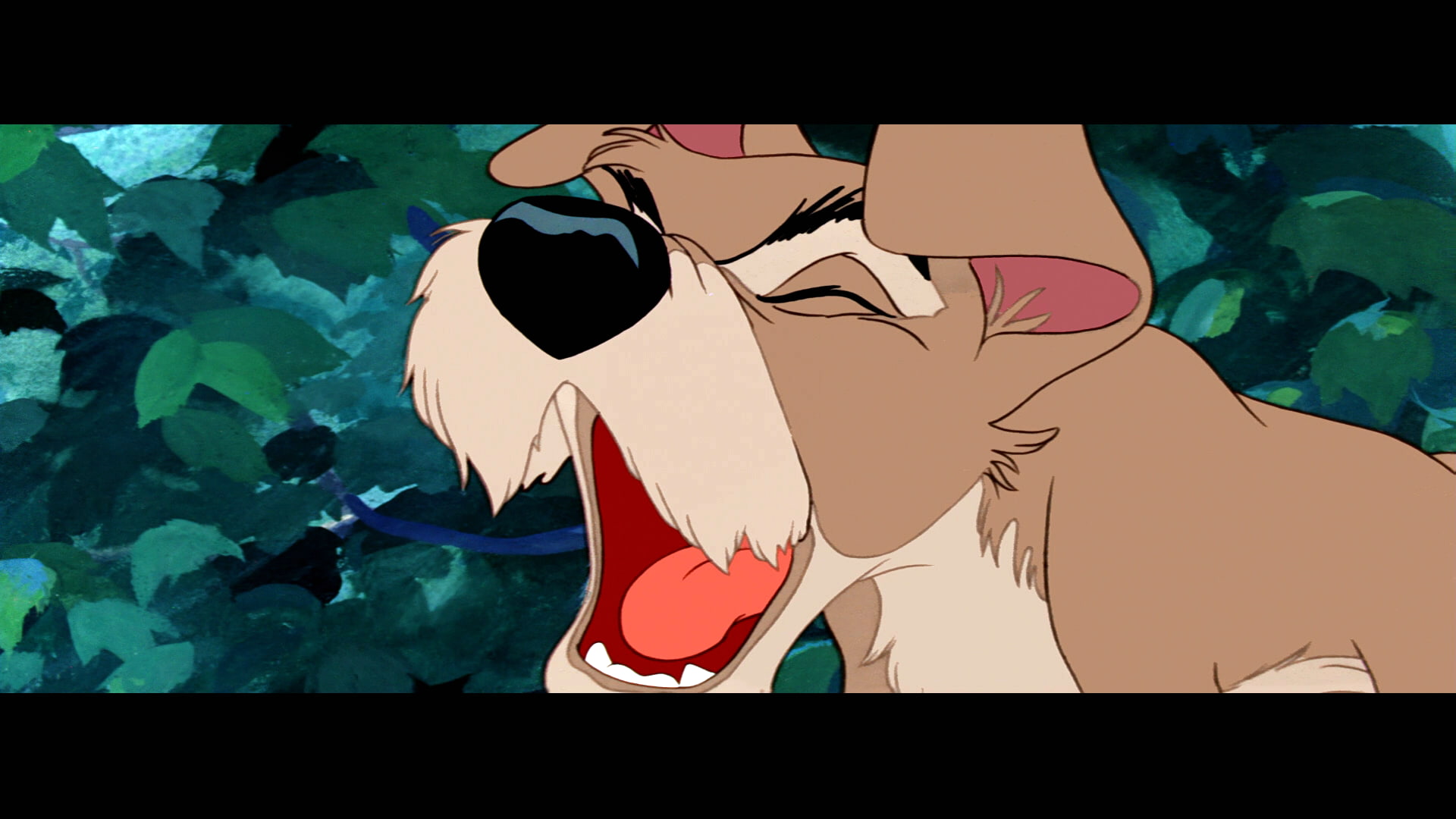 1080P, disney, tramp, lady, HD Wallpaper