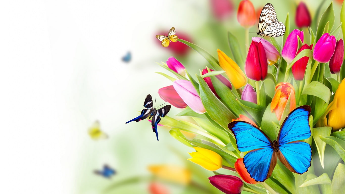 720P, 1366x768, flowers, butterfly, HD Wallpaper