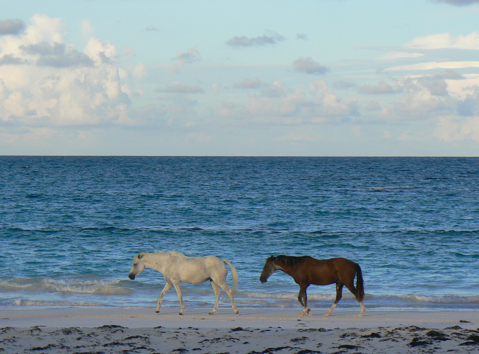 black, natural, 1080P, white, feral, ocean, seashore, animal, walking, assateague island, outdoors, pets, beach, horizon over water, wildlife, sand, cloud - sky, HD Wallpaper