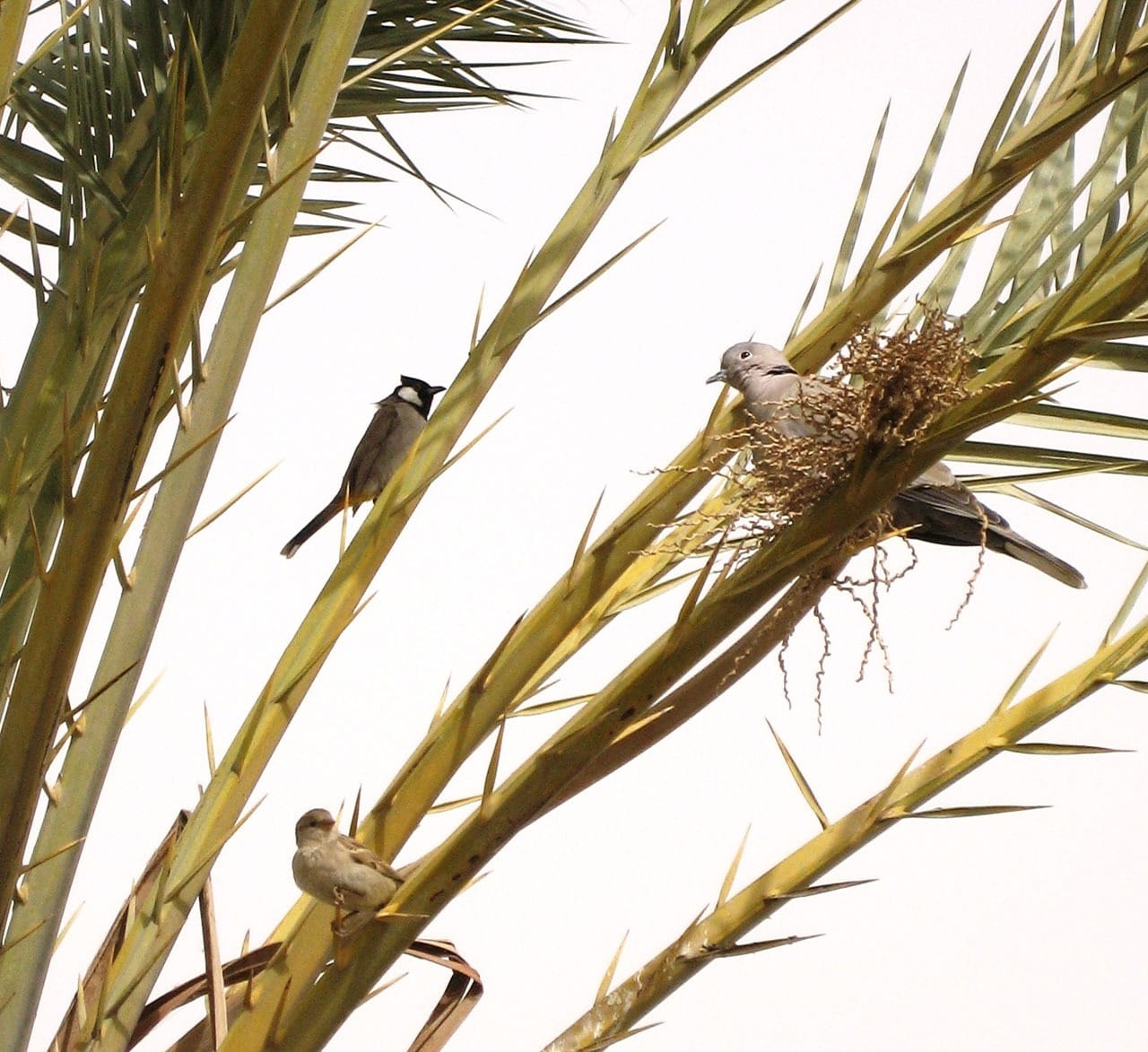Tree, plant, perching, great tit, Palm, outdoors, 720P, sparrow, close-up, animal wildlife, nature, sky, beauty in nature, bird, Date Palm, iraq, no people, HD Wallpaper
