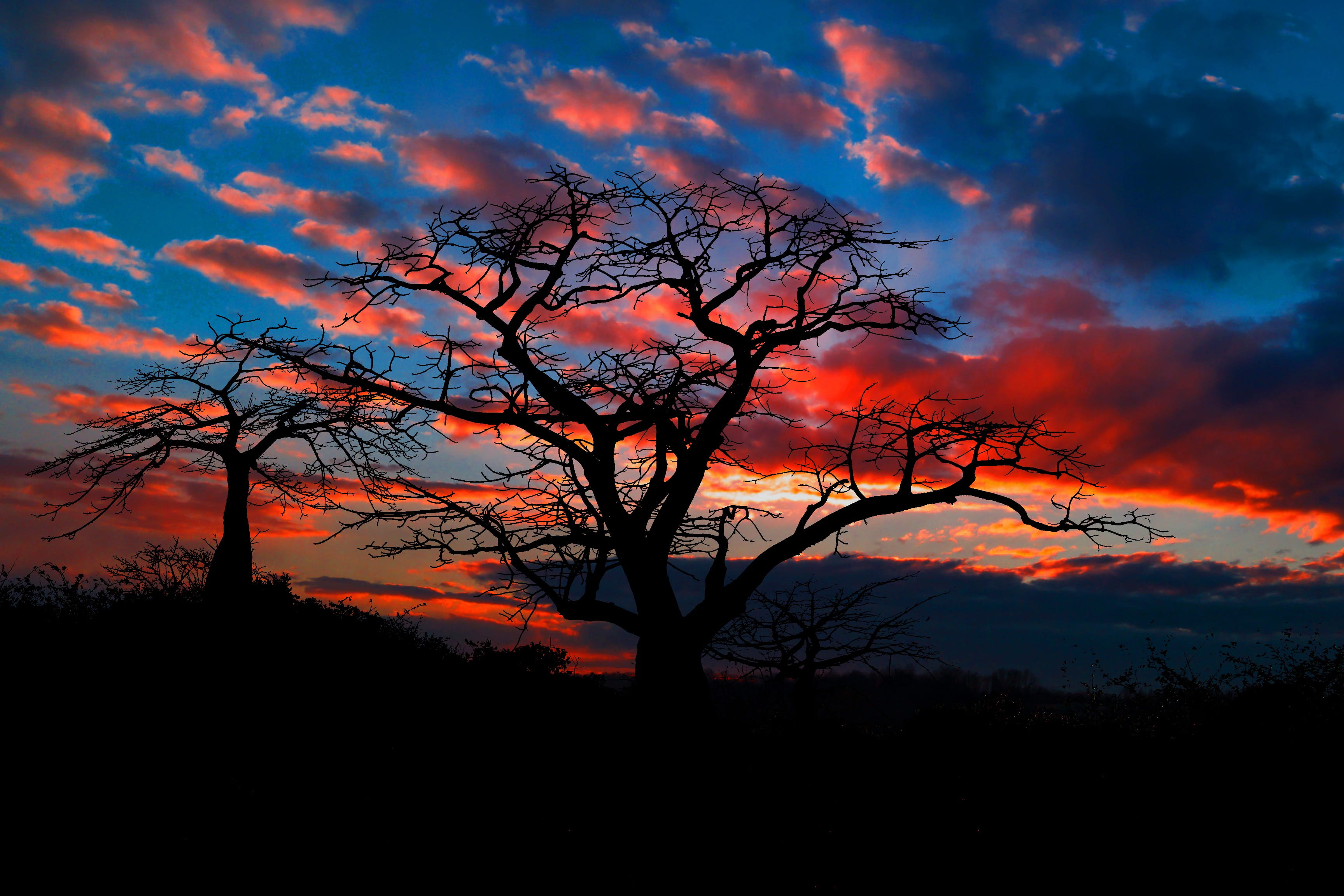 cerveja, 2K, Bela, outdoors, branch, plant, bare tree, dusk, scenics - nature, romantic sky, tree, sunset, forest fire, cloud - sky, nature, beauty in nature, HD Wallpaper