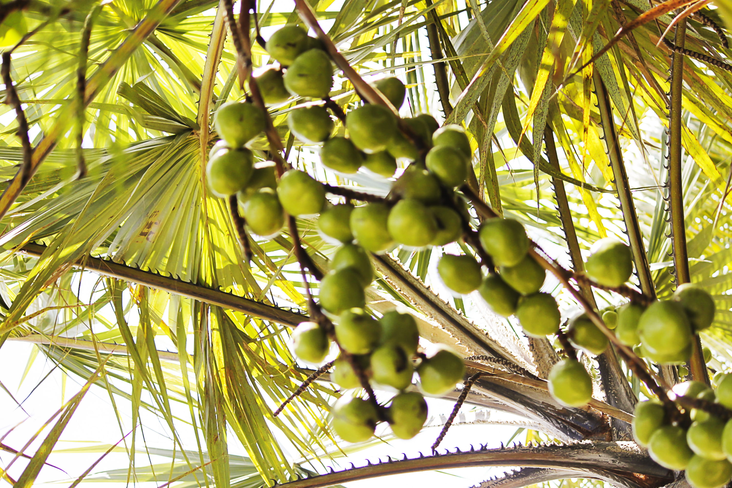 green color, sun, close-up, branch, growth, mussulo, outdoors, belas, tranquility, plant, angola, plant part, food and drink, beach, 2K, low angle view, HD Wallpaper
