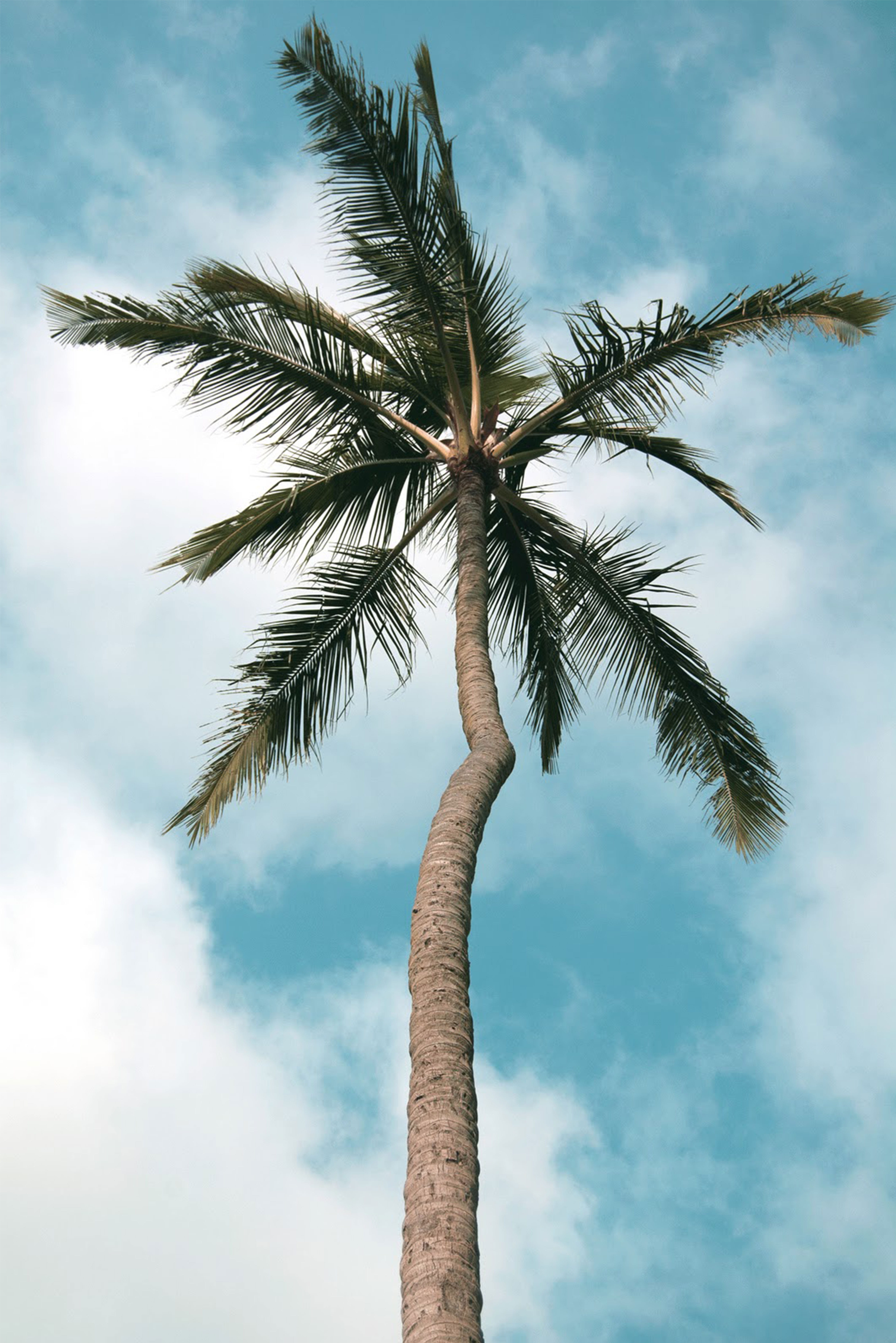 outdoors, bird, green, tranquility, plant, day, tropical climate, ilha bela, low angle view, angle, animal, abies, rock, tropical, beauty in nature, 5K, Phone HD Wallpaper