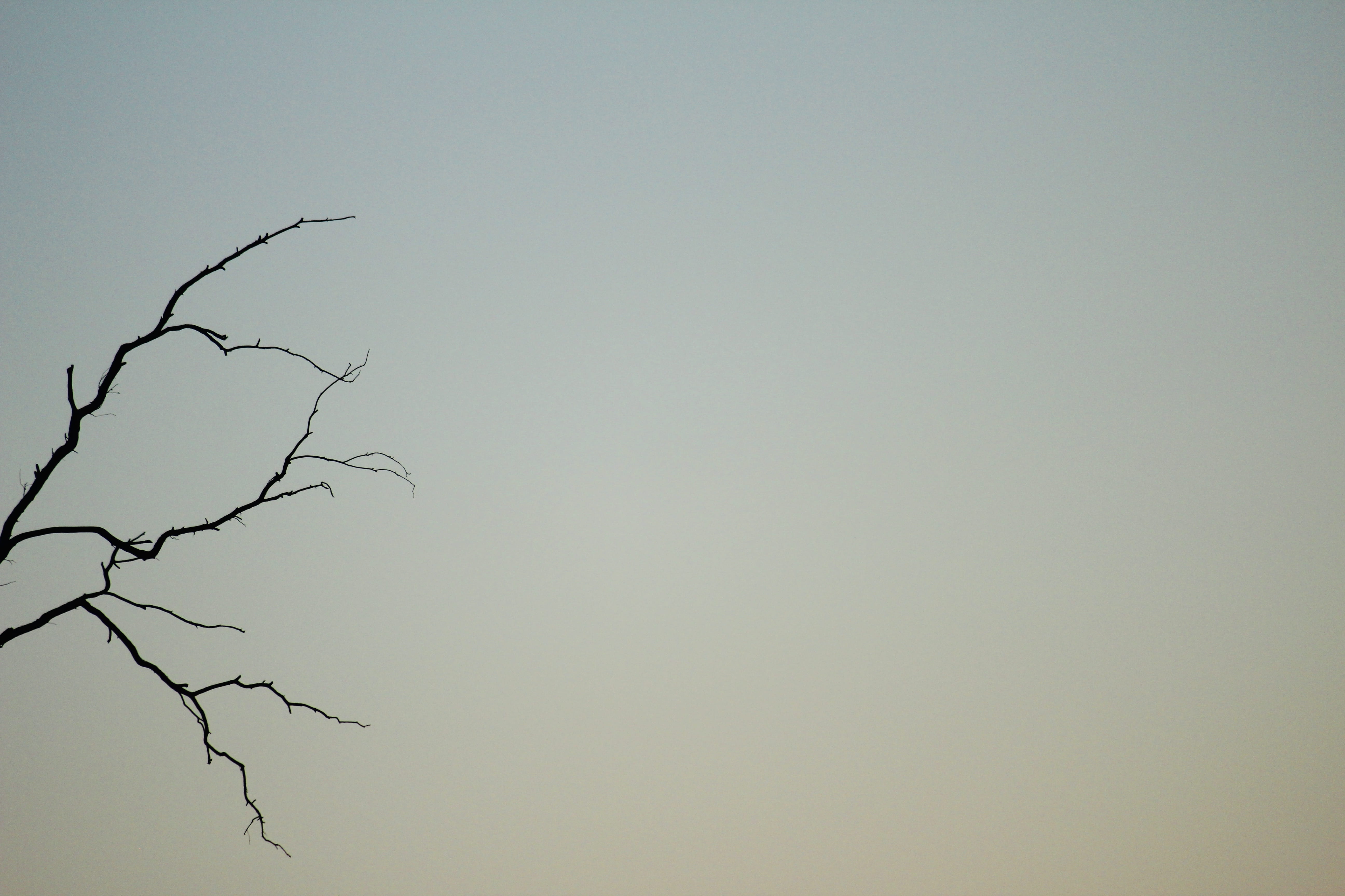 vulture, 5K, highlands wilderness, bird, transportation, south africa, weather, outdoors, low angle view, bee eater, plant, tree, animal, bare tree, tranquil scene, HD Wallpaper