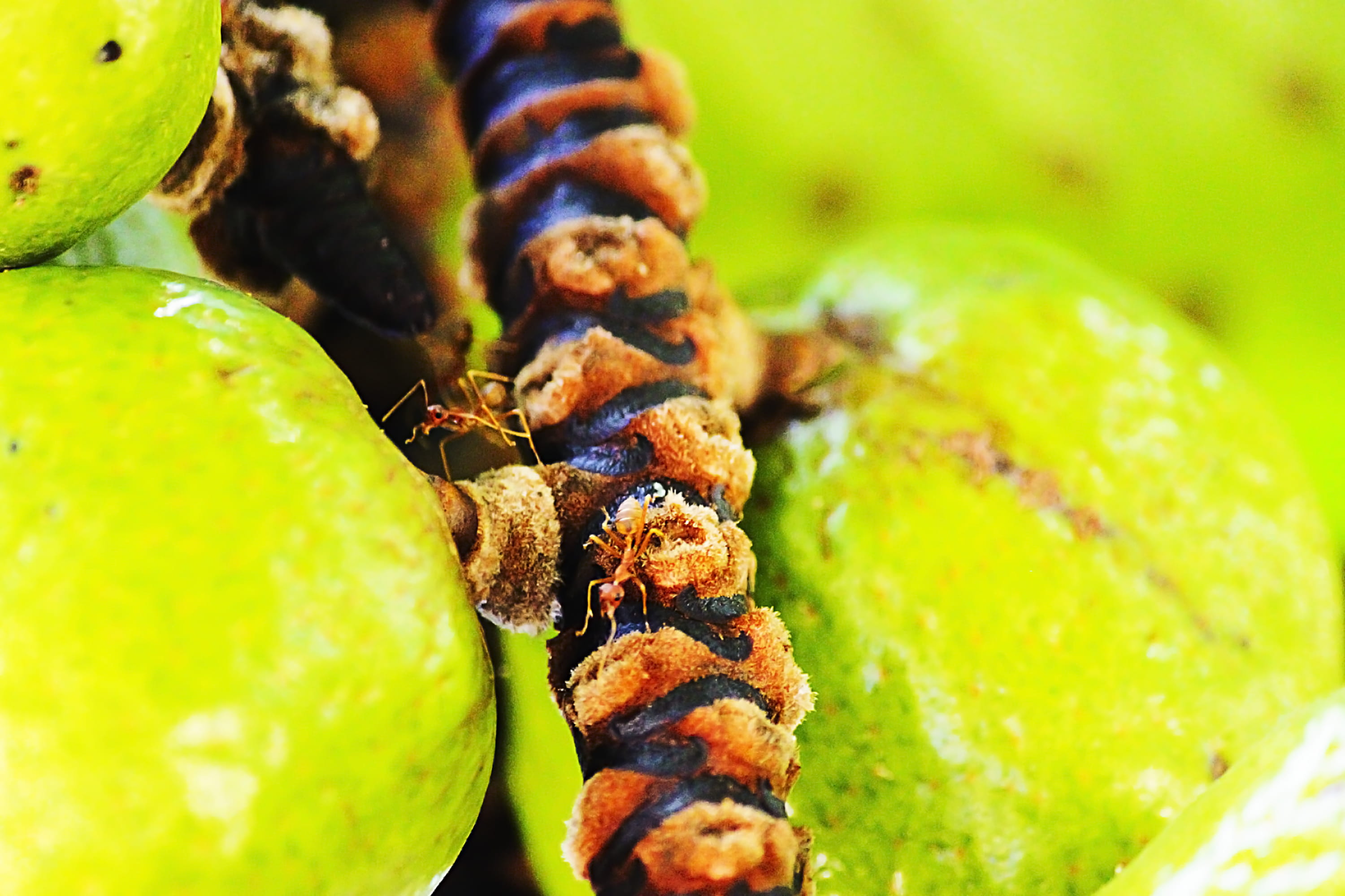 freshness, food and drink, ready-to-eat, dessert, snack, sea, indulgence, mussulo, fruit, still life, green color, sweet food, focus on foreground, 2K, HD Wallpaper