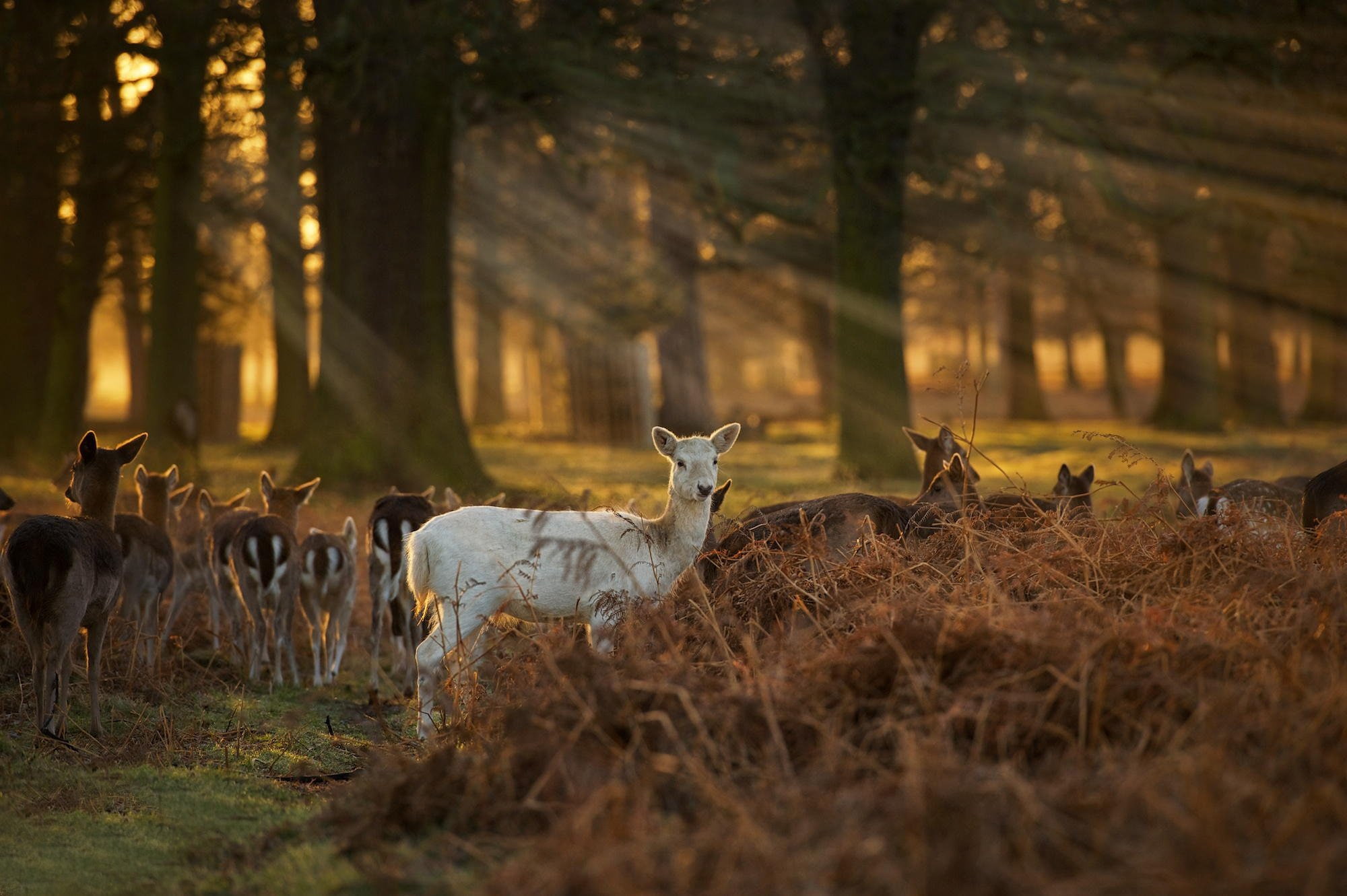 1080P, white, forest, baby, sunrise, deer, sunset, faun, HD Wallpaper