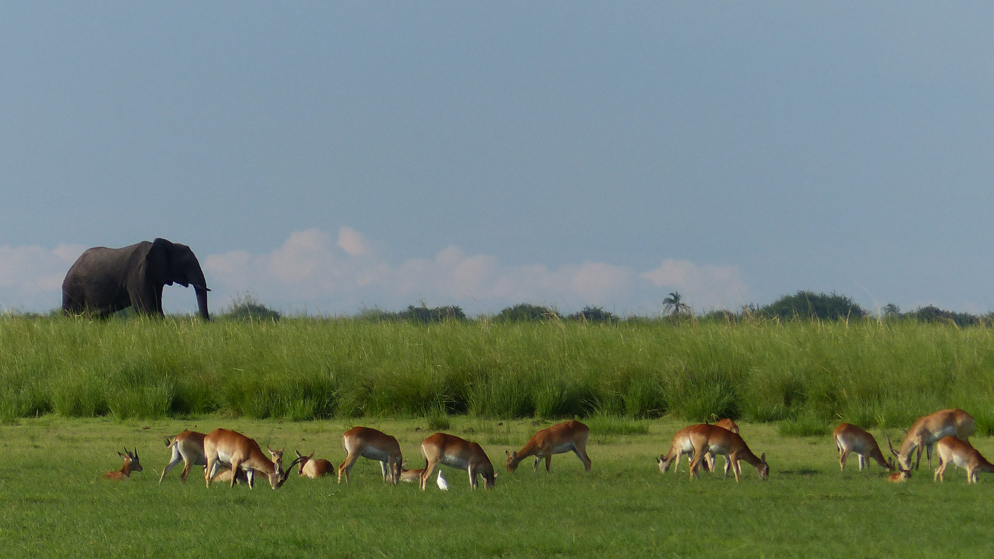 livestock, animal themes, skyline, faune, medium group of animals, fauna, domestic, peaceful, chobe national park, wow, agriculture, elephant, herbivorous, HD Wallpaper