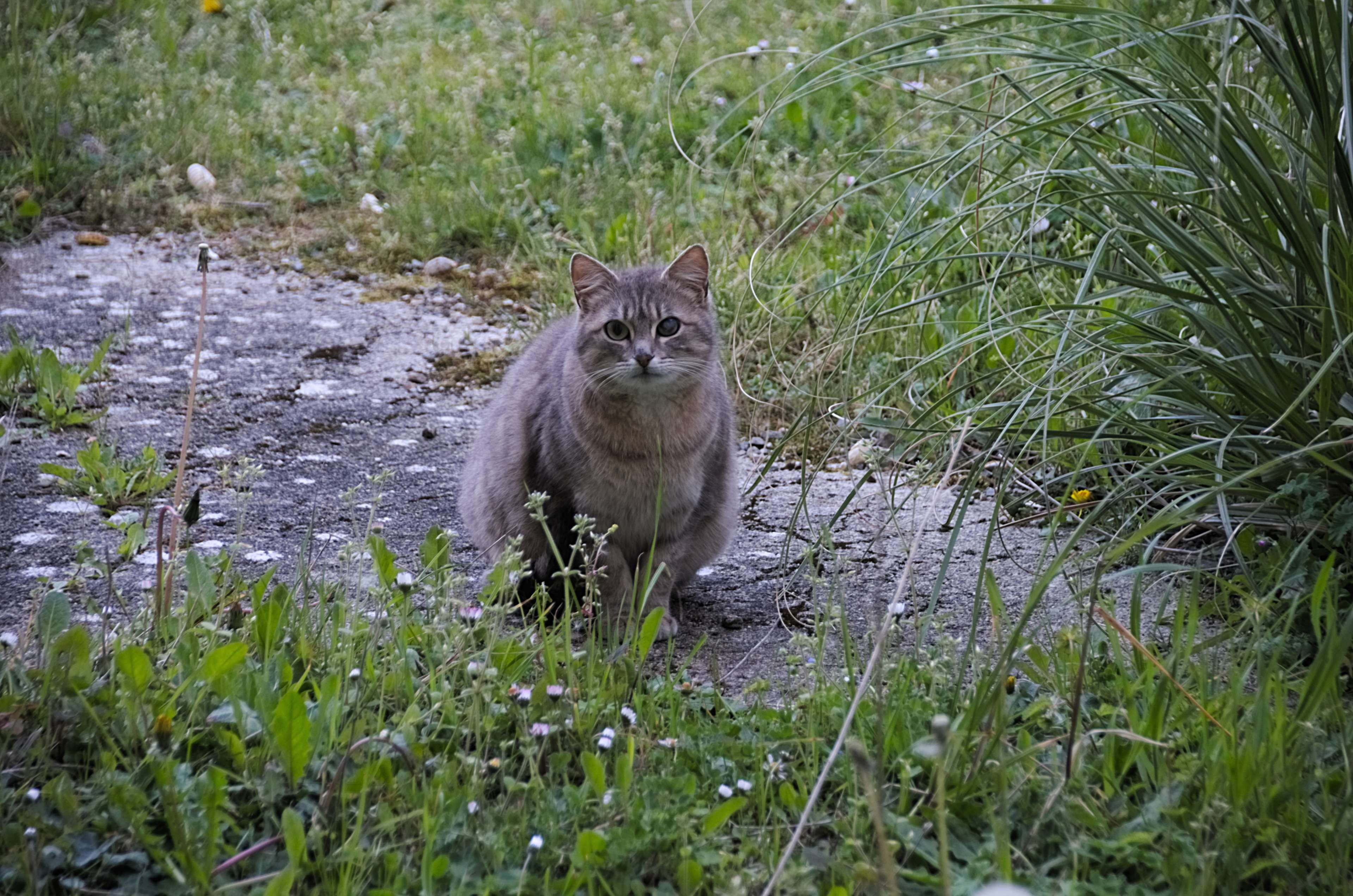 plant, lil crev, animal wildlife, animal, matou, grass, flin, one animal, animal themes, tigre, vertebrate, outdoors, growth, gard de chat, bavarder, green color, HD Wallpaper