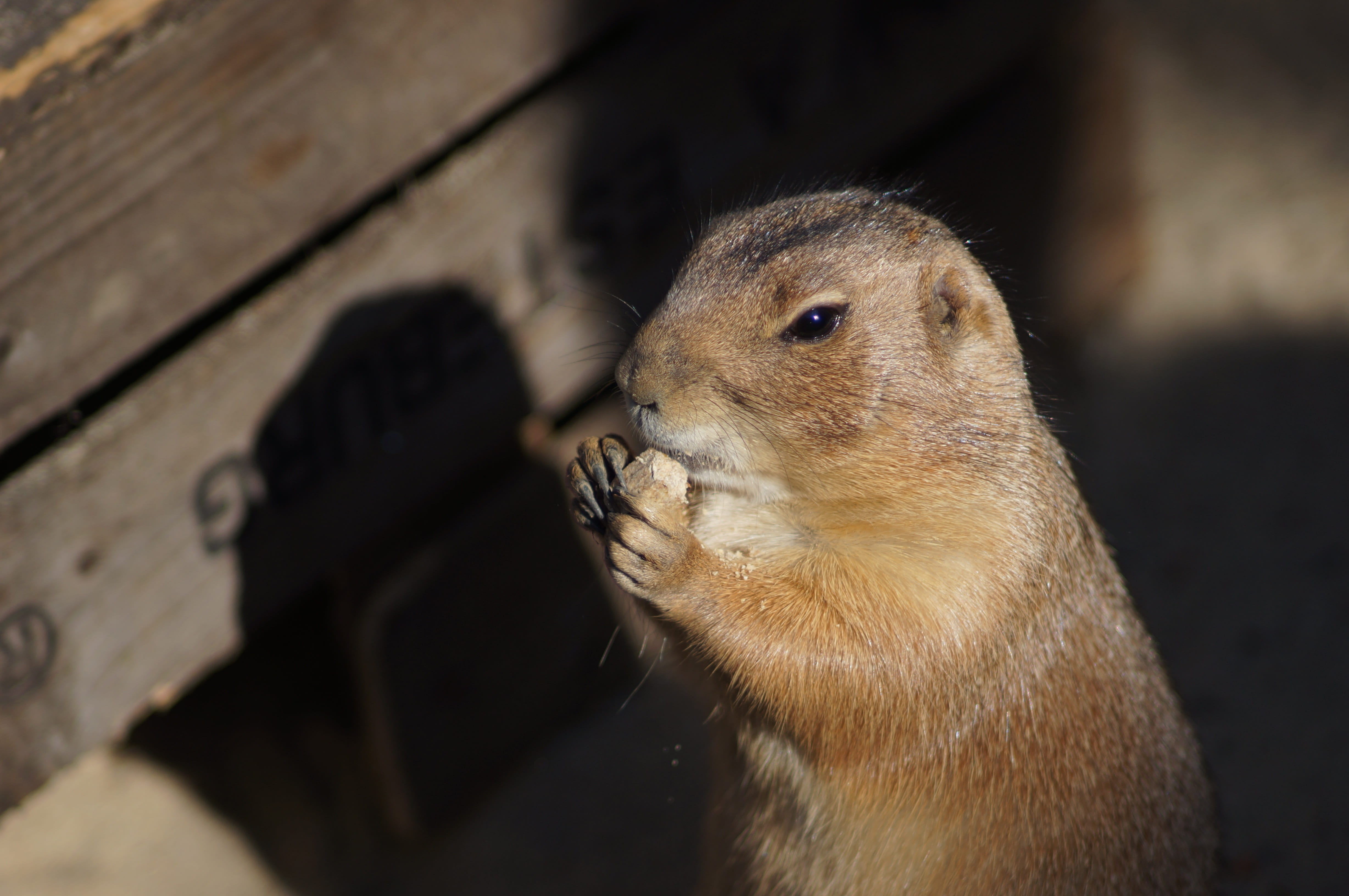 erd, vertebrate, animals in the wild, outdoors, cute, mammal, nature, food, eat, day, whisker, furry, focus on foreground, care, eating, shadow, wood, animal wildlife, HD Wallpaper