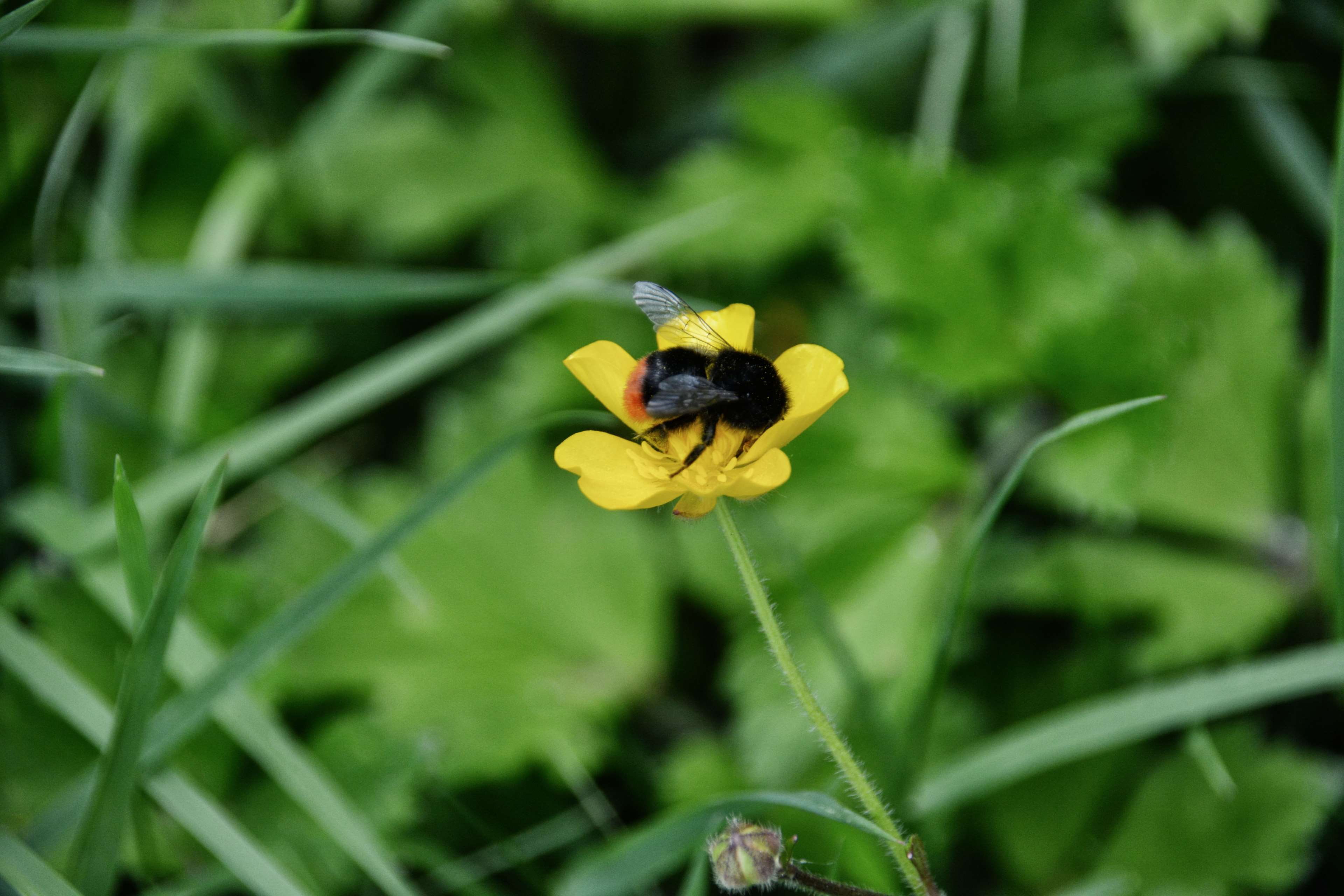 animal wildlife, one animal, animal themes, pollination, jaune, close-up, no people, vulnerability, insect, plant, bourdon, pollen, fleur, flowering plant, HD Wallpaper