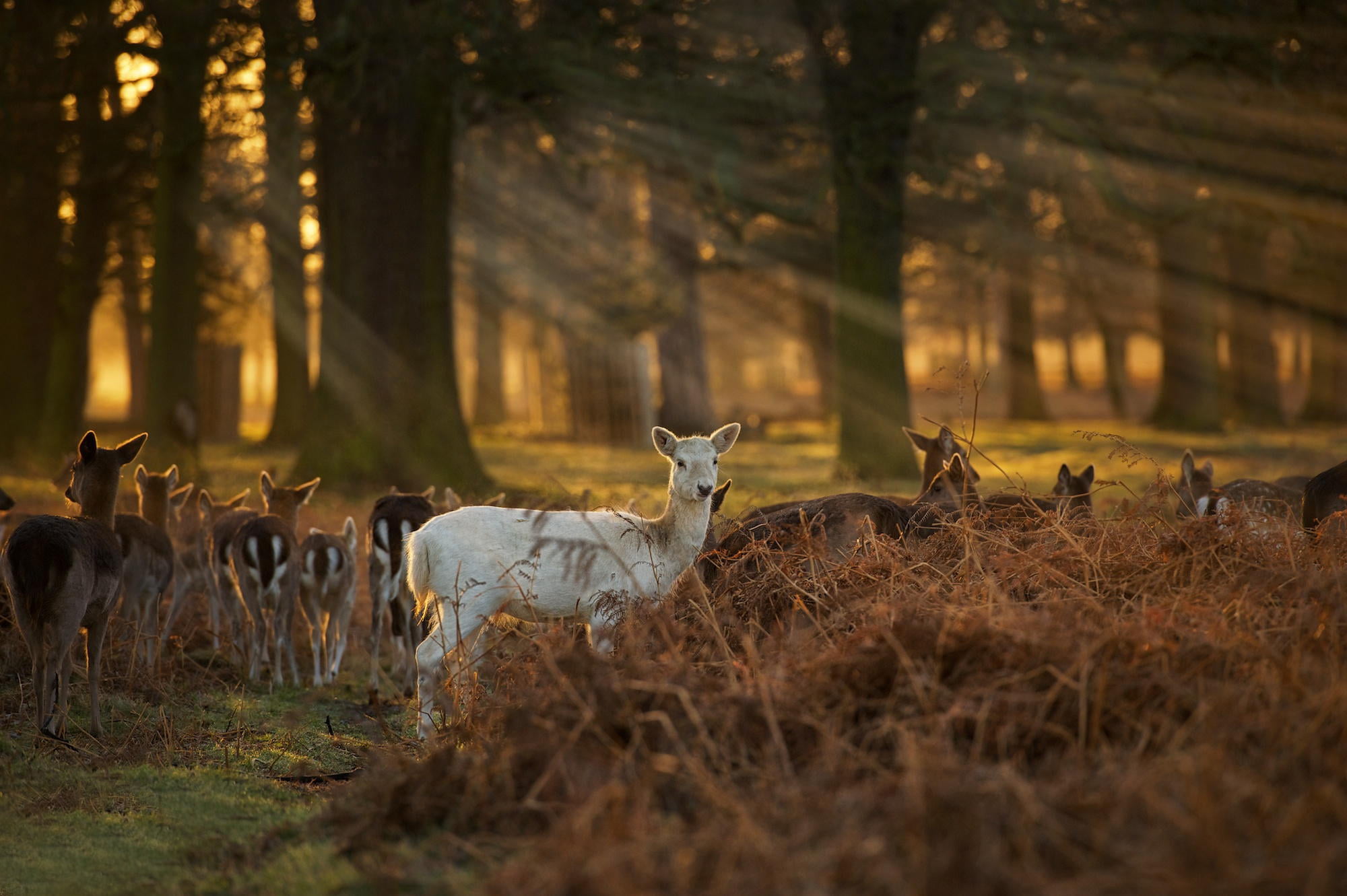tree, domestic animals, group of animals, animal themes, forest, animal, no people, outdoors, woodland, animals in the wild, selective focus, herd, deer, HD Wallpaper