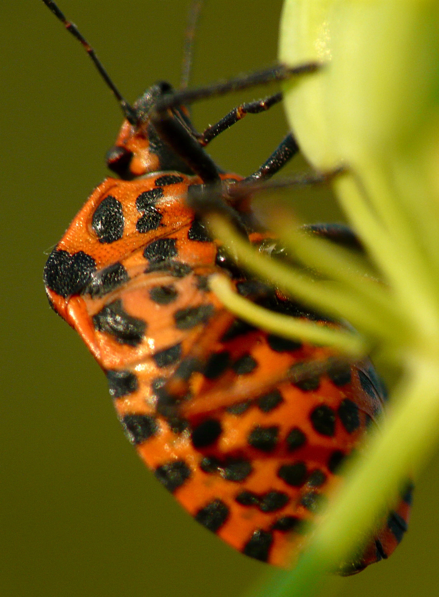 art, faune, flore, plan, nature, close-up, black, noir, alpha, gros, insect, natural, DMC, points, du, close, picture, centaure, 1080P, wildlife, animal, Phone HD Wallpaper