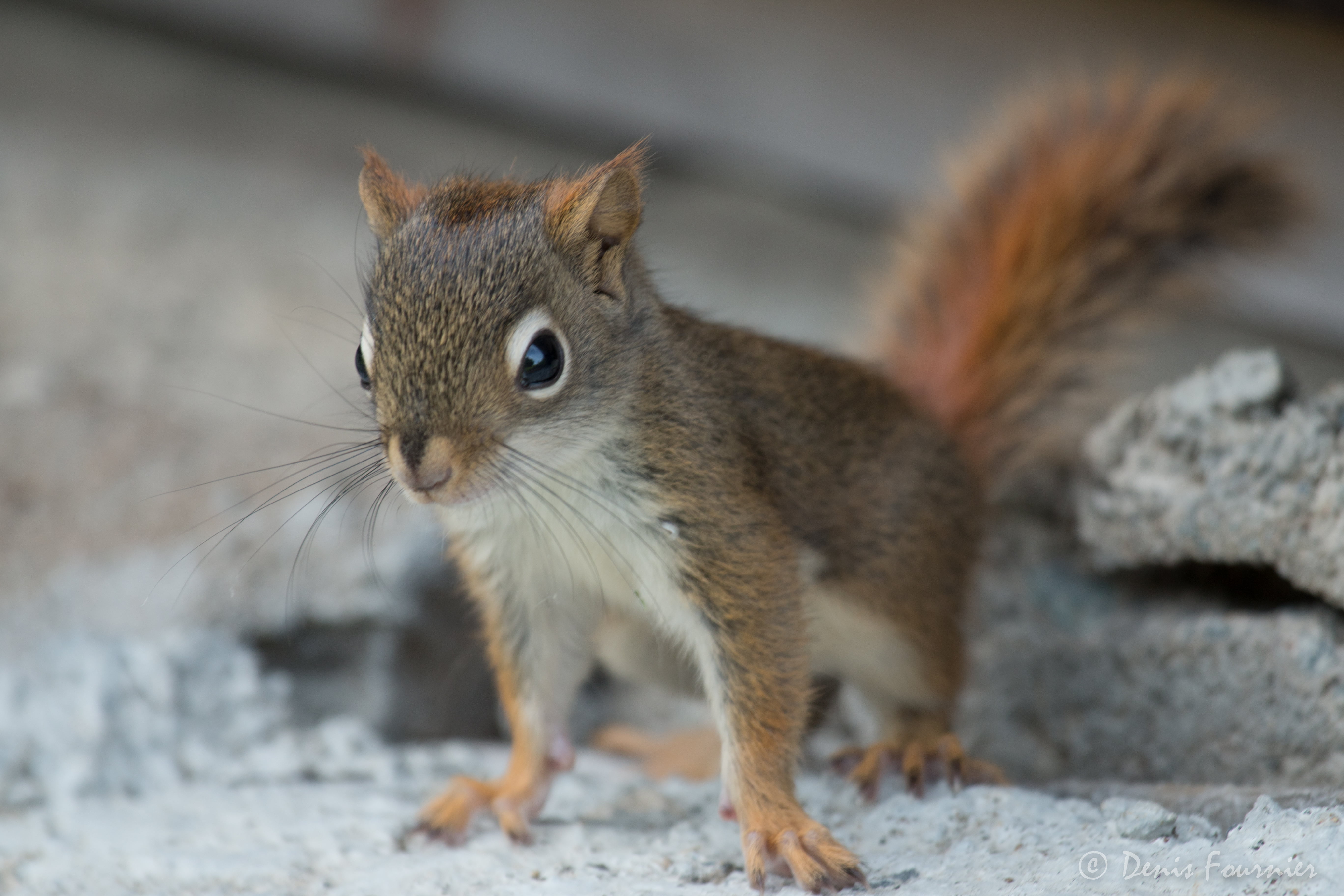 animal, brown, rock, cute, roux, juvénile, faune, 5K, red  squirrel, gray, mammal, outdoors, close-up, rodent, tail, nature, wildlife, fluffy, gray rock, HD Wallpaper