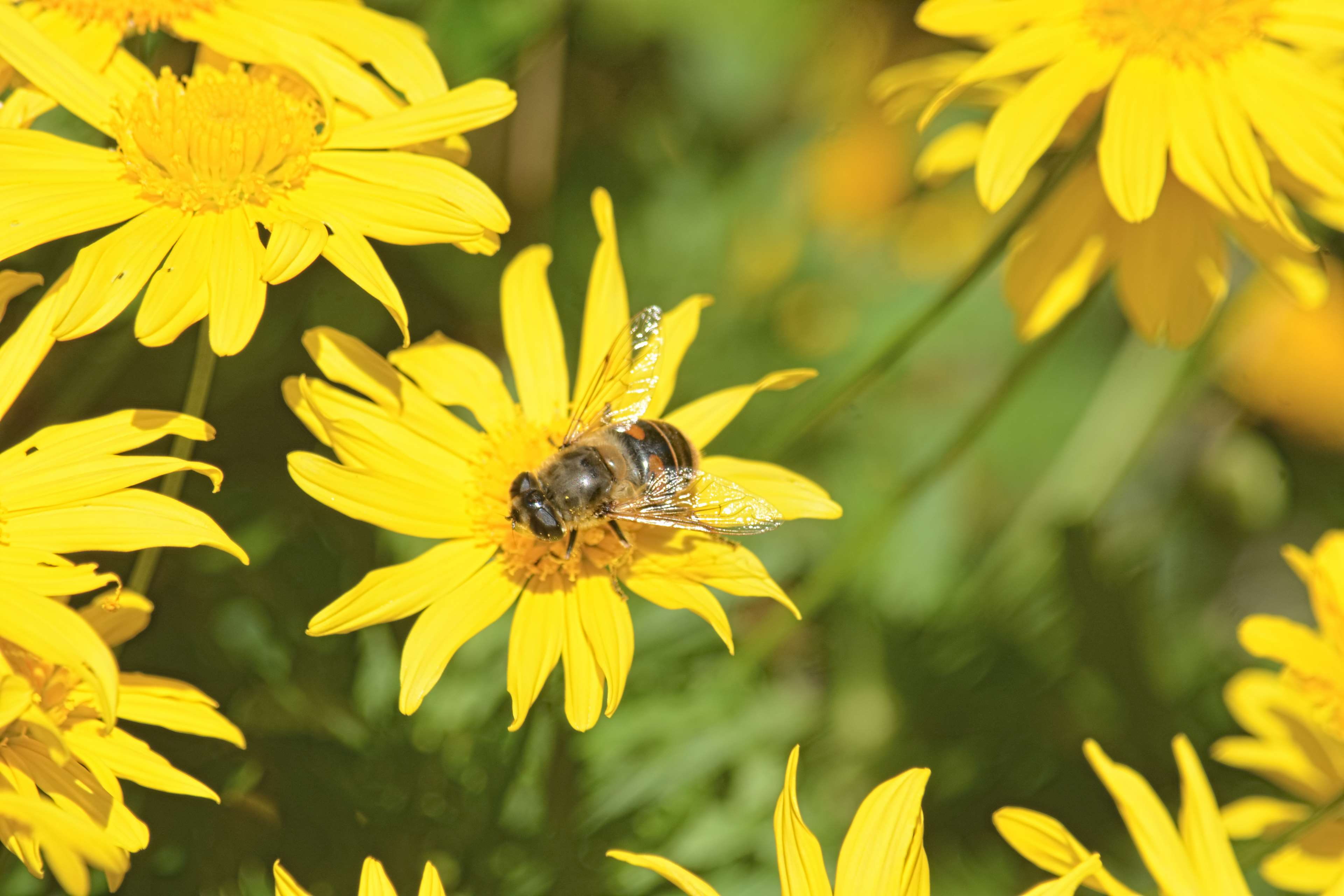 animal wildlife, fragility, vulnerability, 4K, petal, close-up, abeille, flowering plant, yellow, animals in the wild, fleurs, pollination, growth, bee, HD Wallpaper